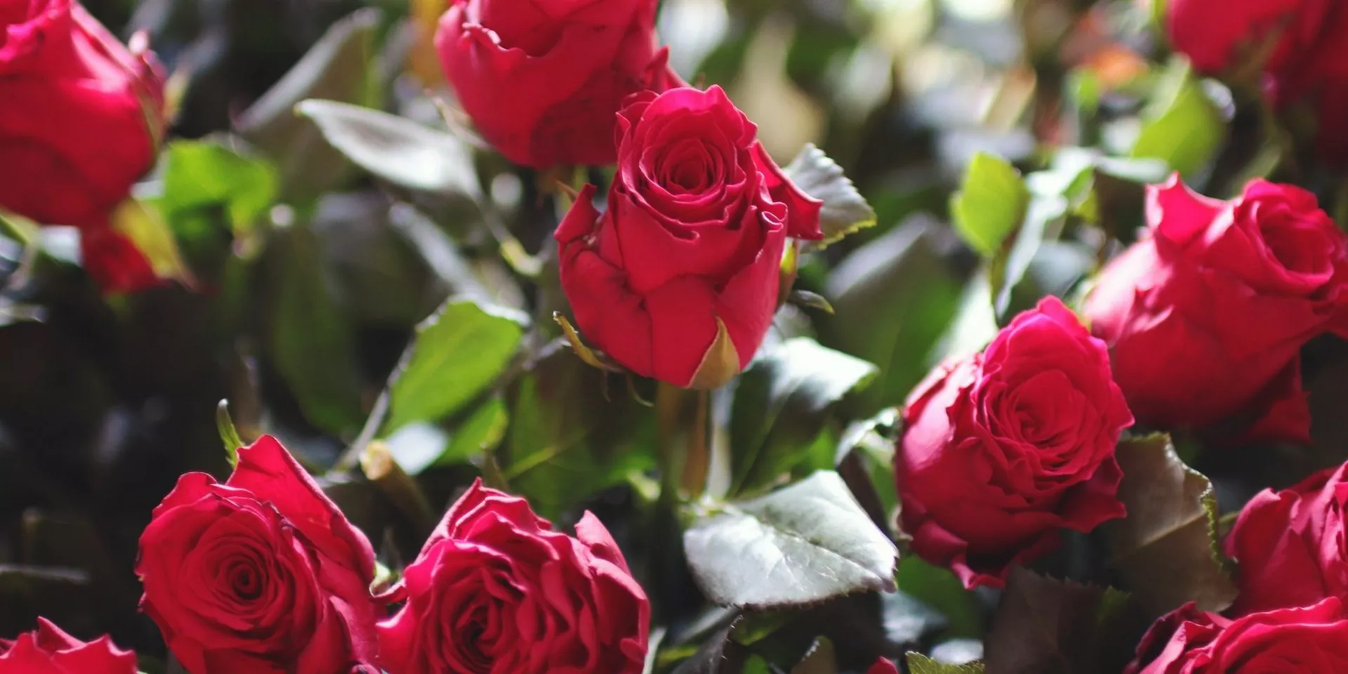 Од злата јабука – Ружа