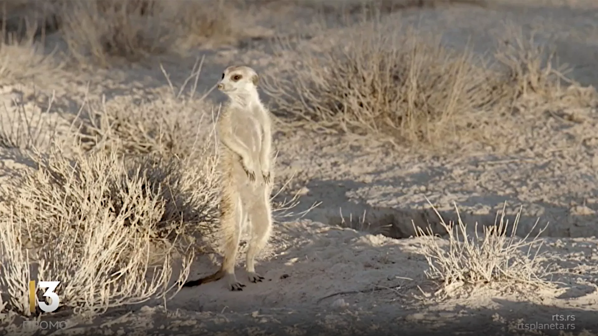 Документарни програм: Звуци природе на РТС 3