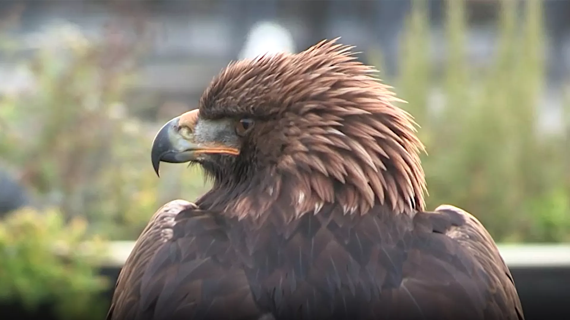 Лов и риболов: Соколарство, 2. део