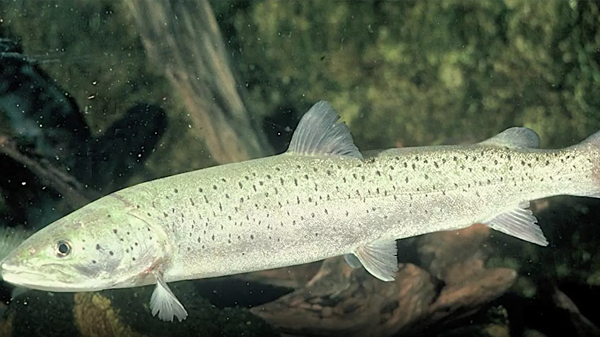 Лов и риболов: Риболов младица у Словенији, 1. део