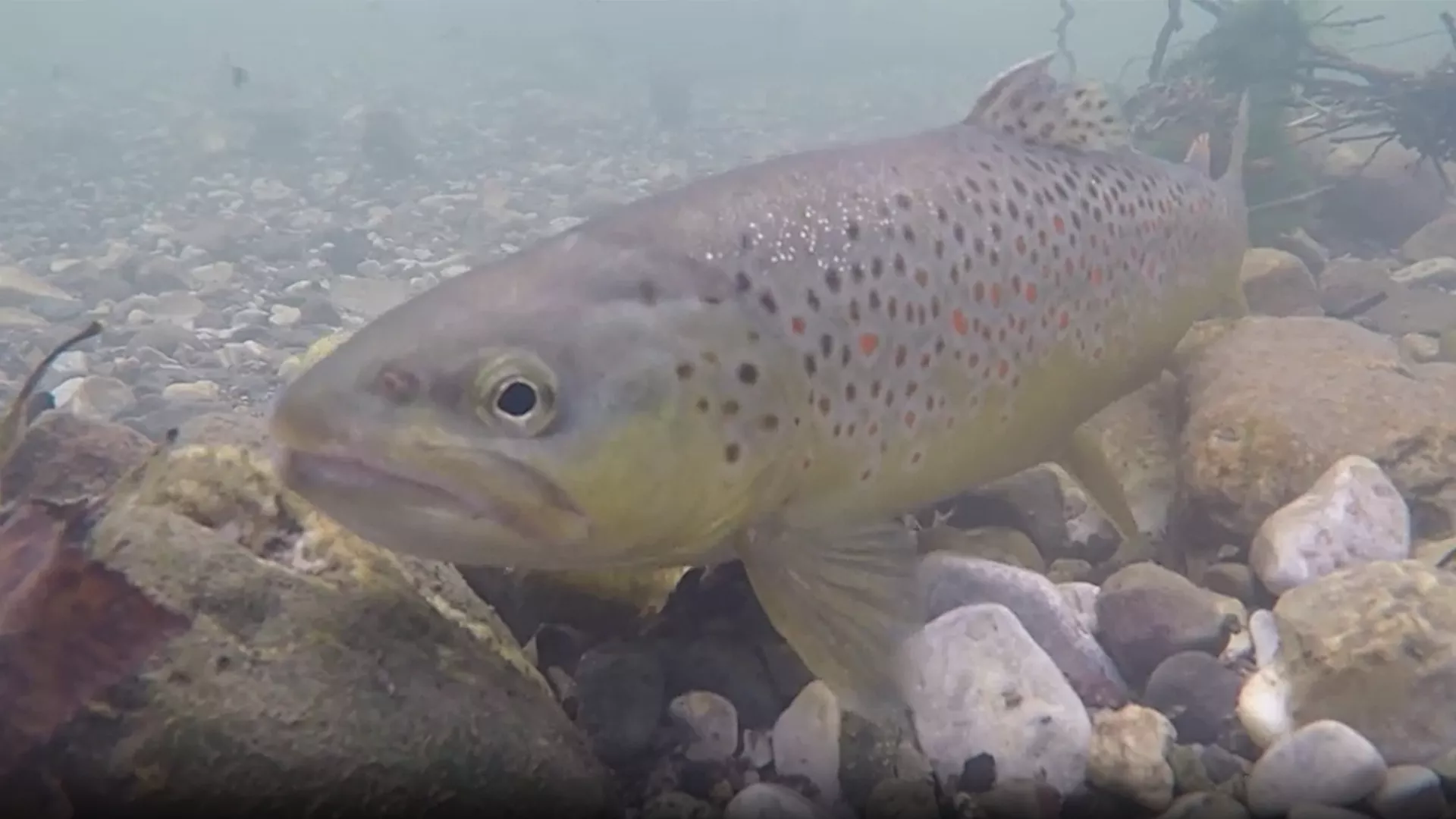 Лов и риболов: У горњем току Млаве