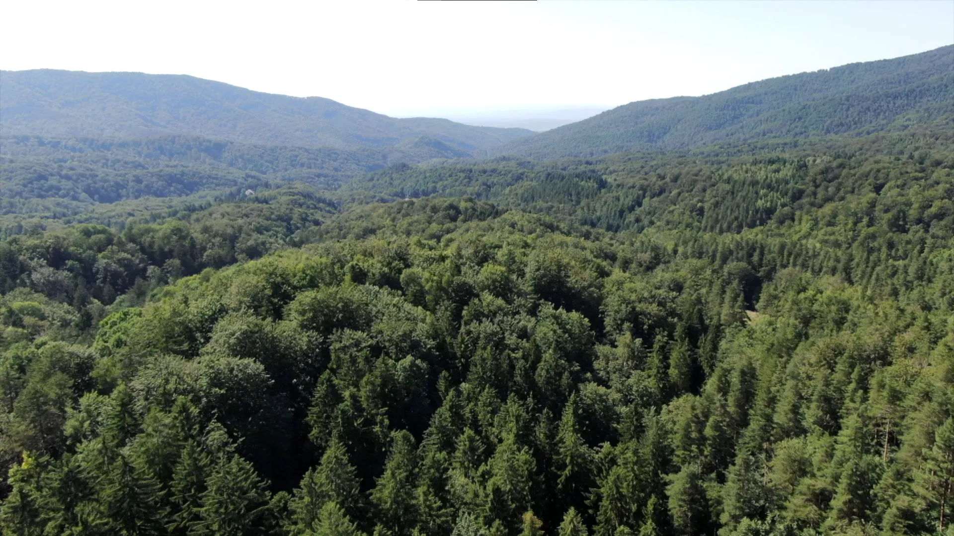 Лов и риболов: Расинско шумско подручје, 1. део