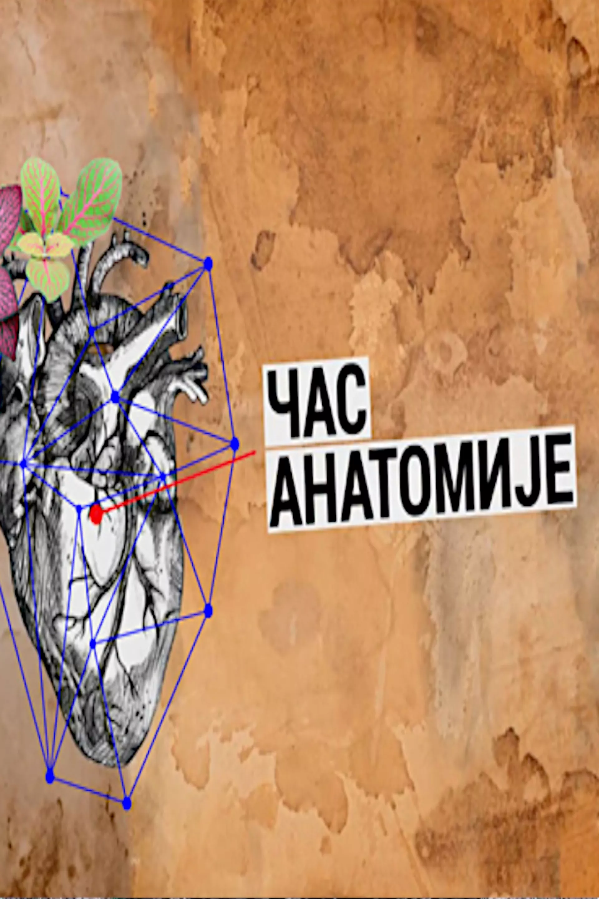 Час анатомије
