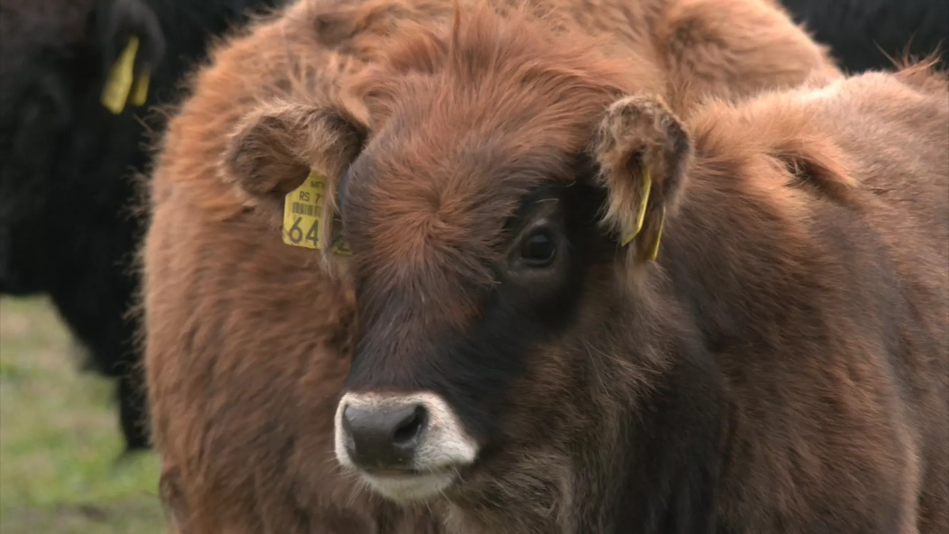 Знање имање: Љубав на сеоски начин