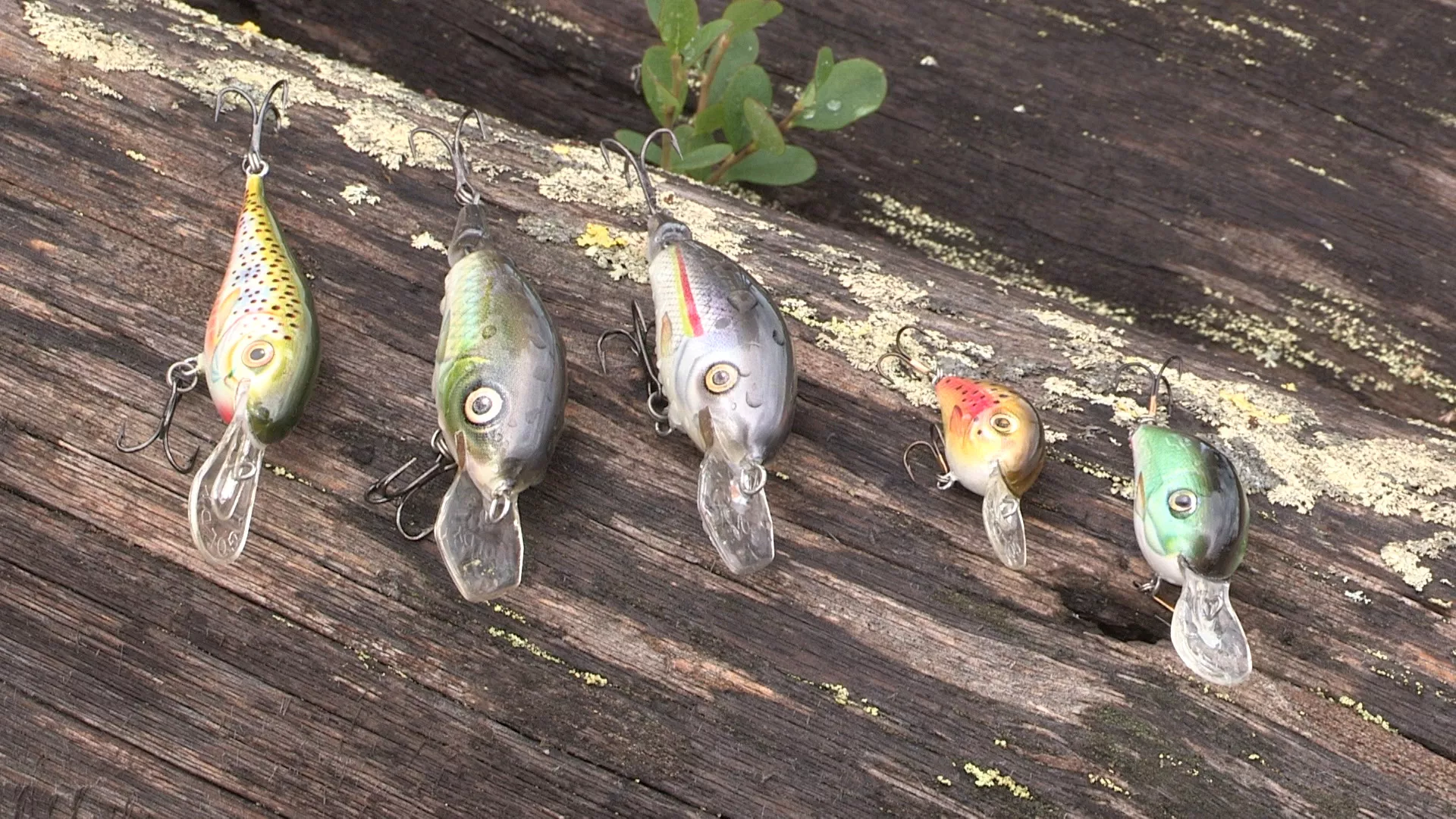 Лов и риболов у Швајцарској, 3. део