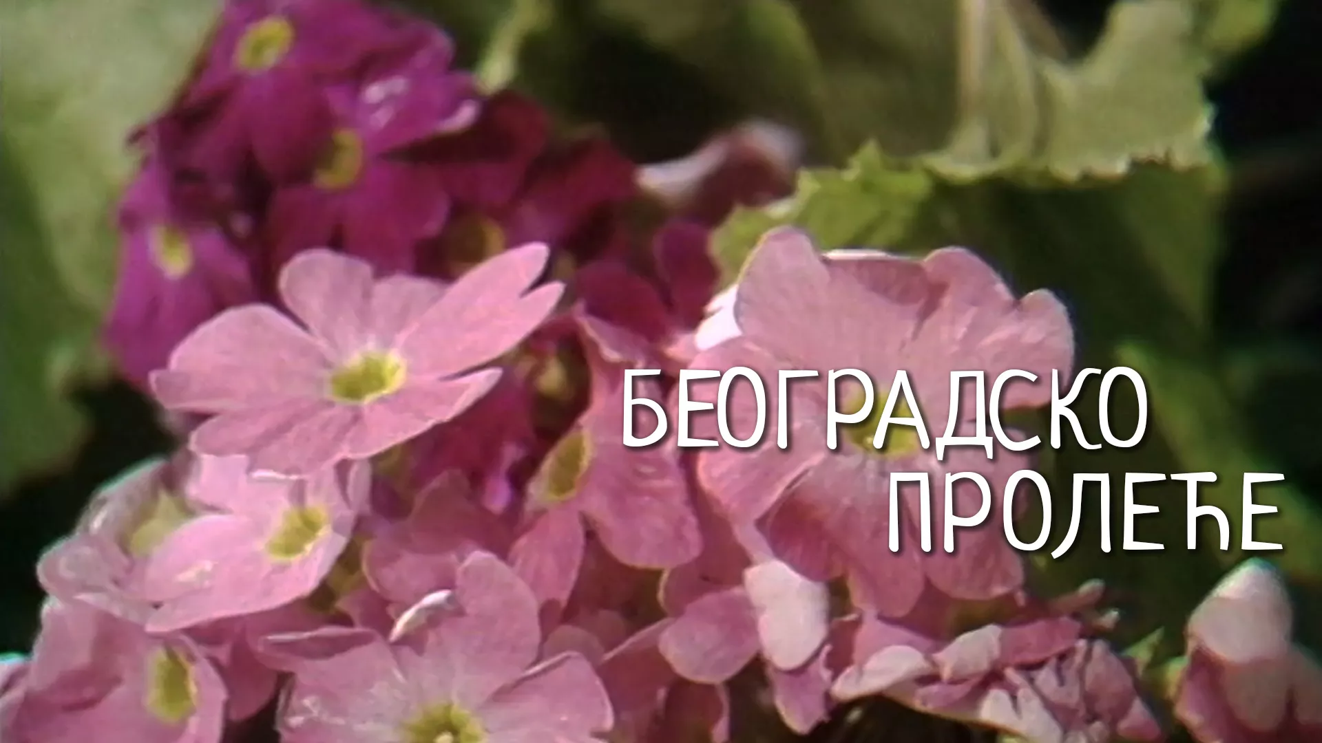 Београдско пролеће