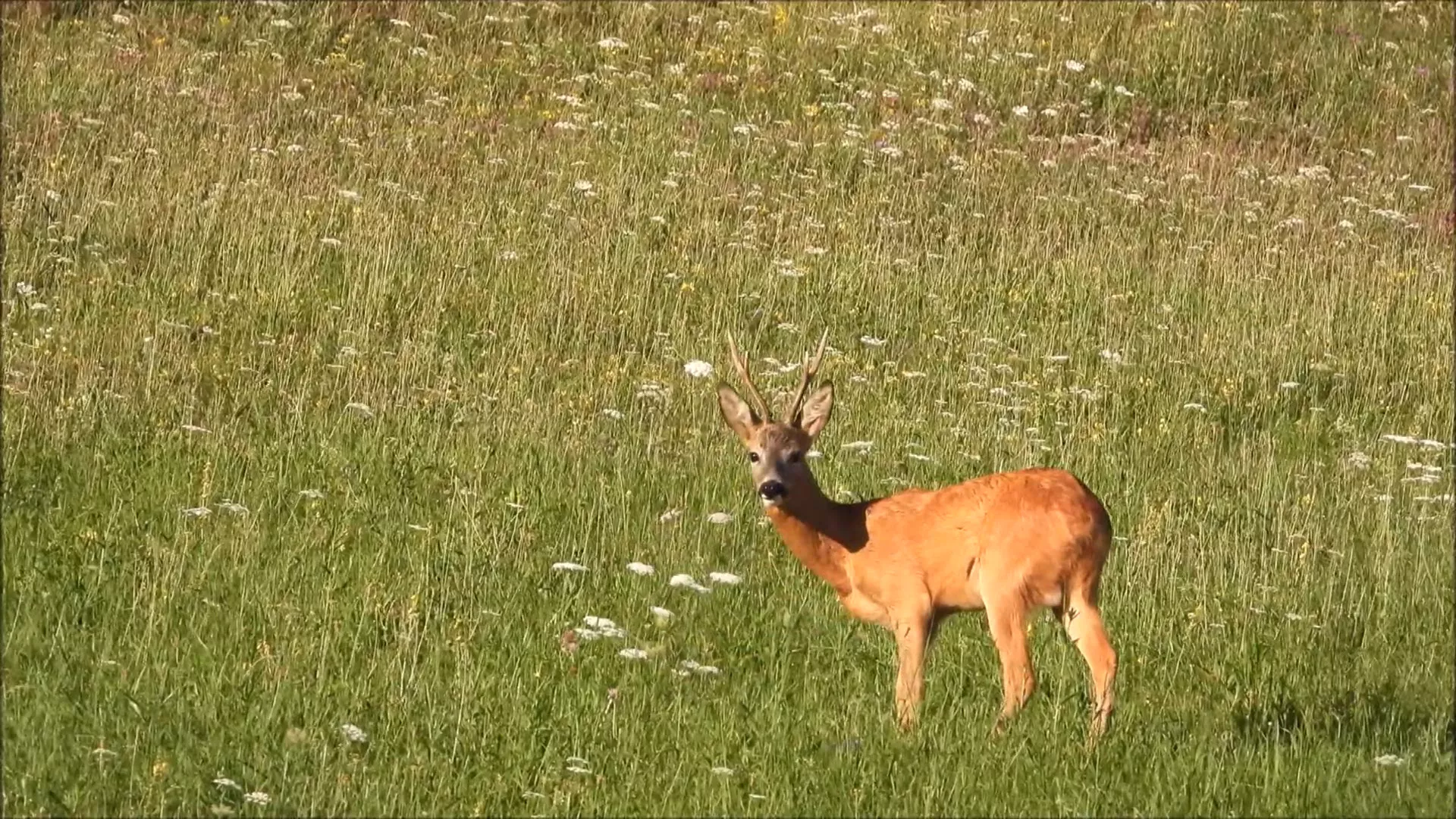 Лов и риболов: У Поморавском округу, 2. део