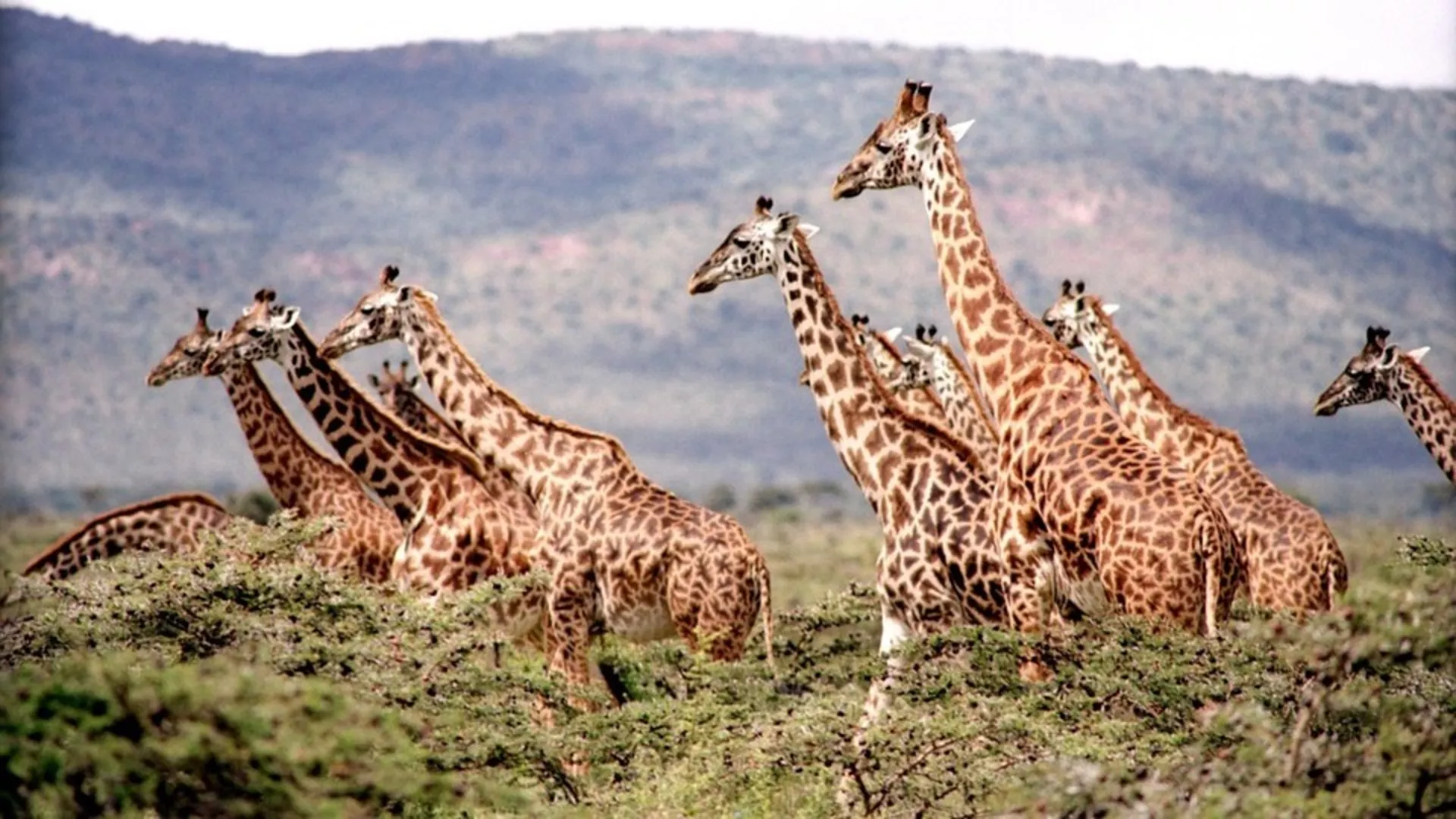 Говори да бих те видео – Африка