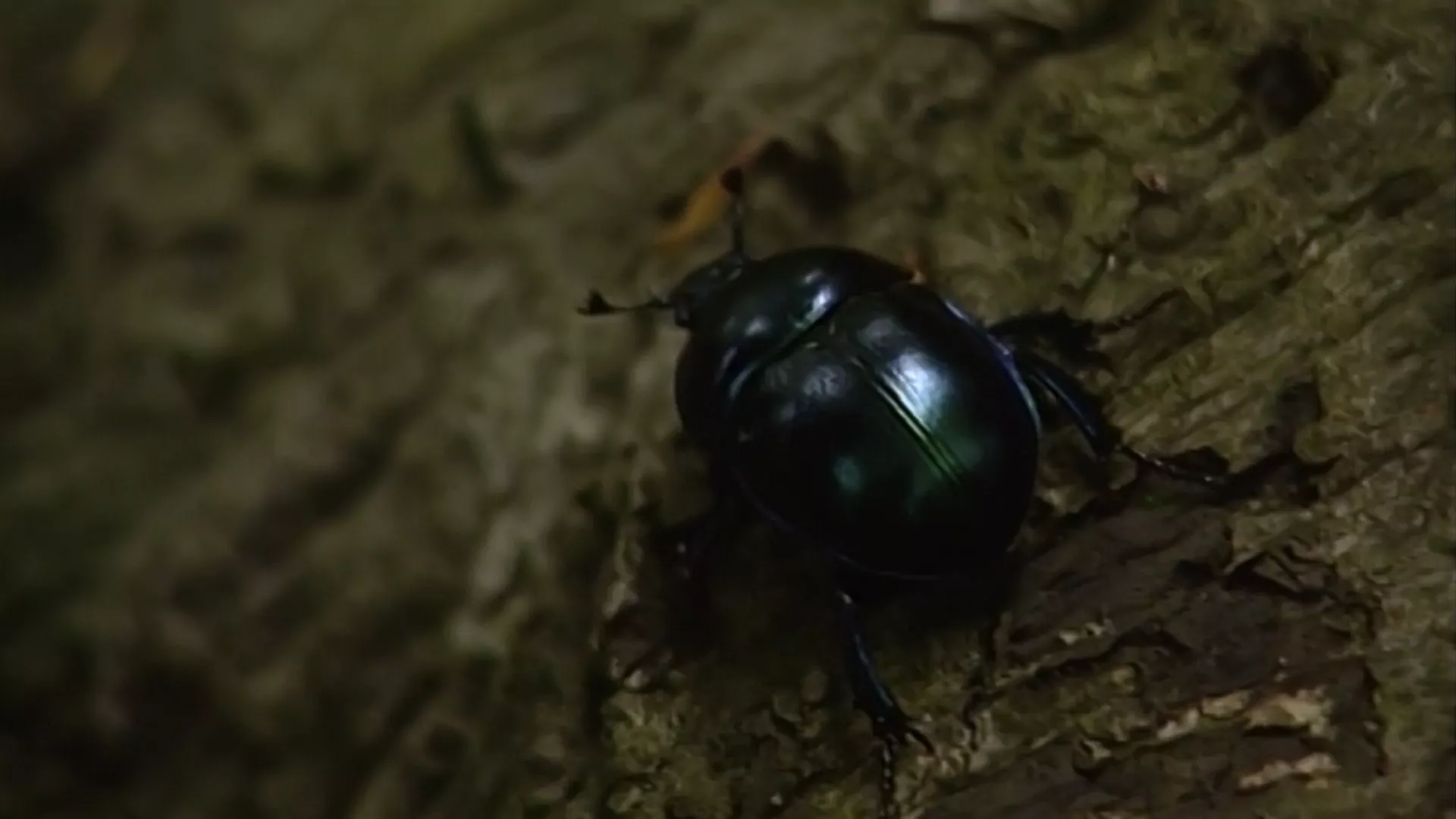 Романсирана ботаника: Свети гај