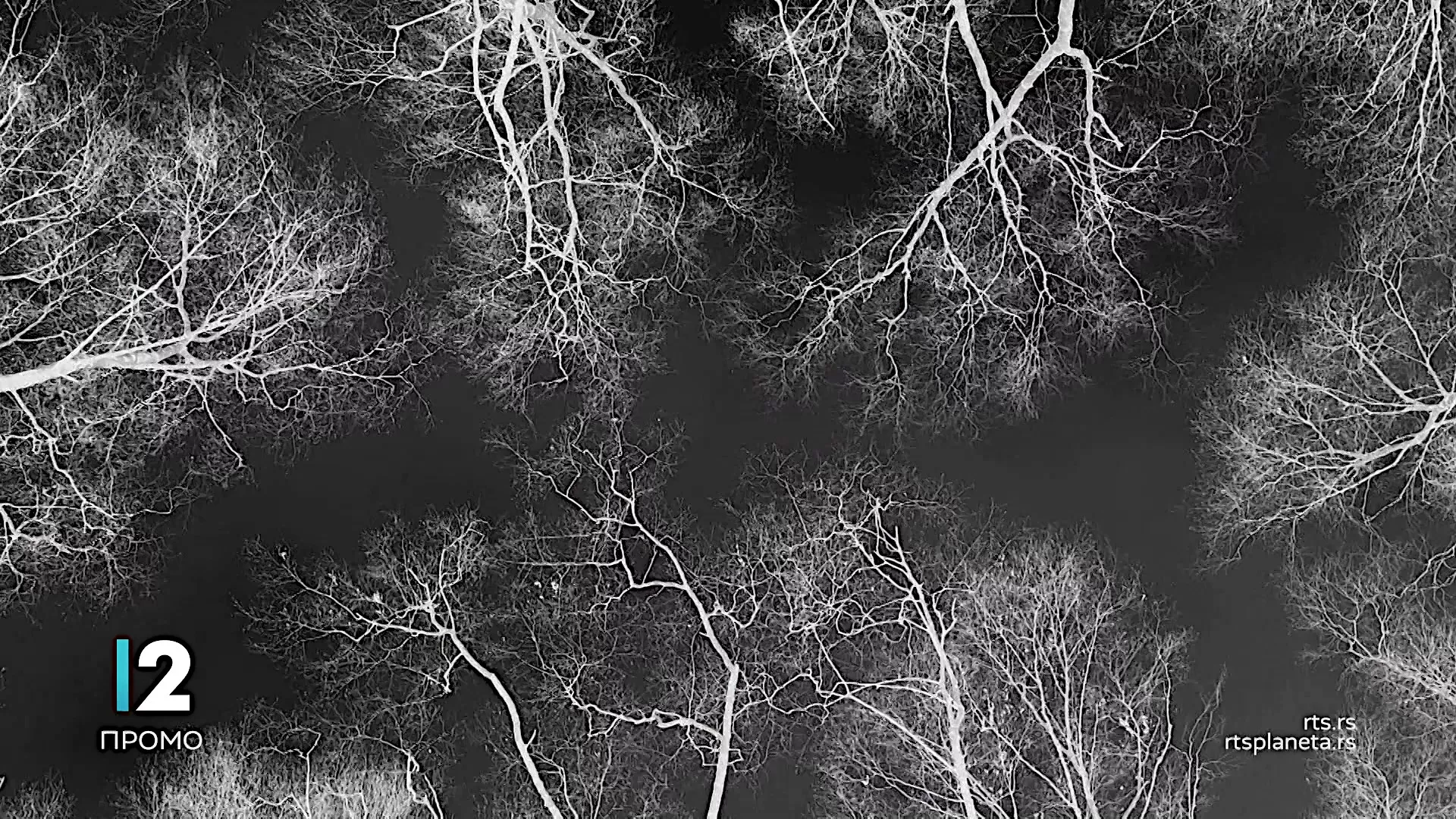 Авангарда, борба за голи живот