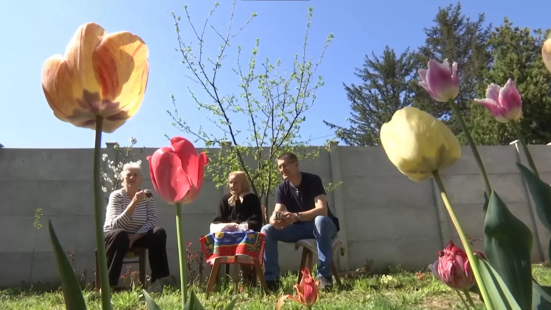 Бака Луцијине лале