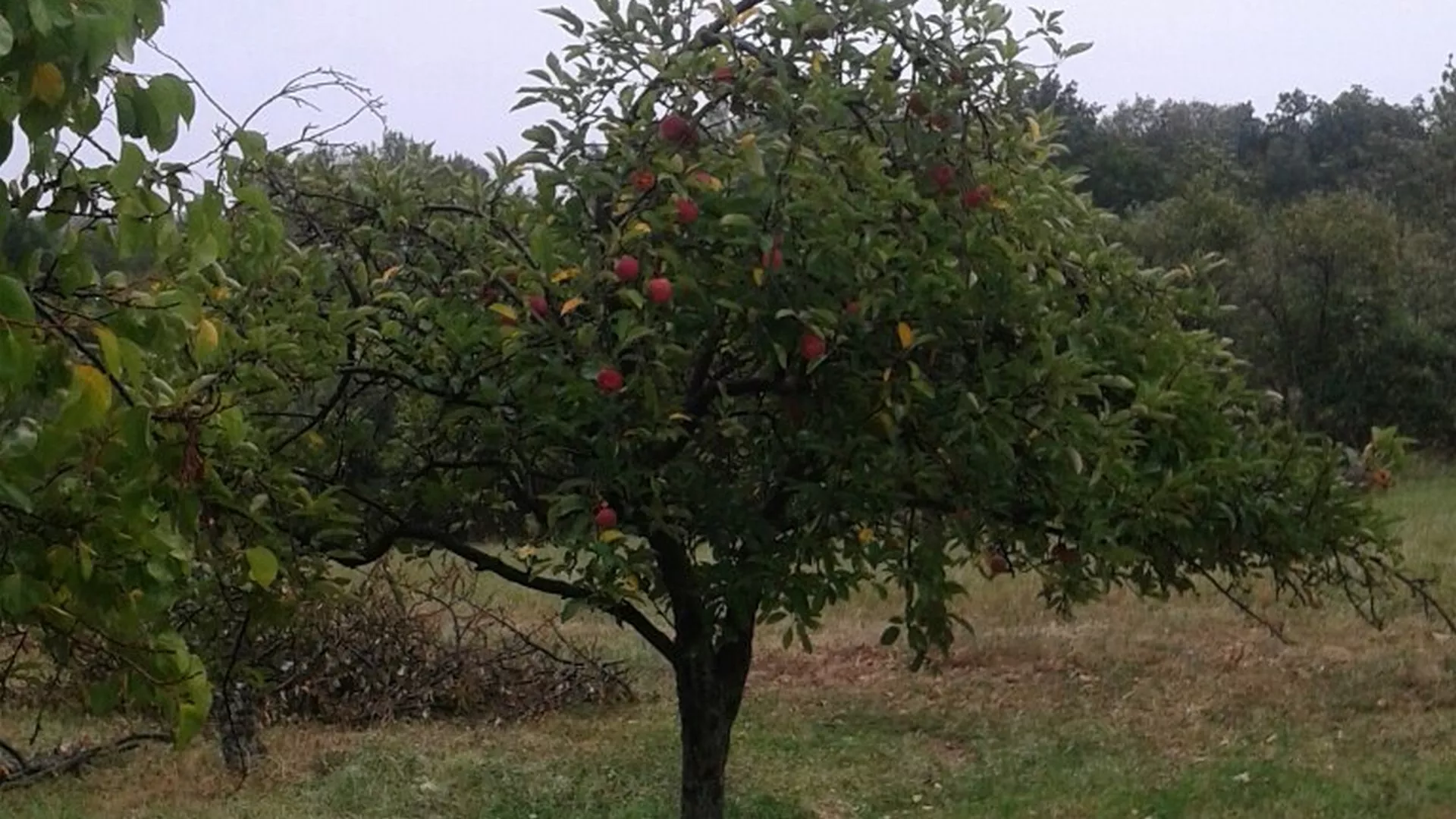 Недељом за село – Већа производња воћа