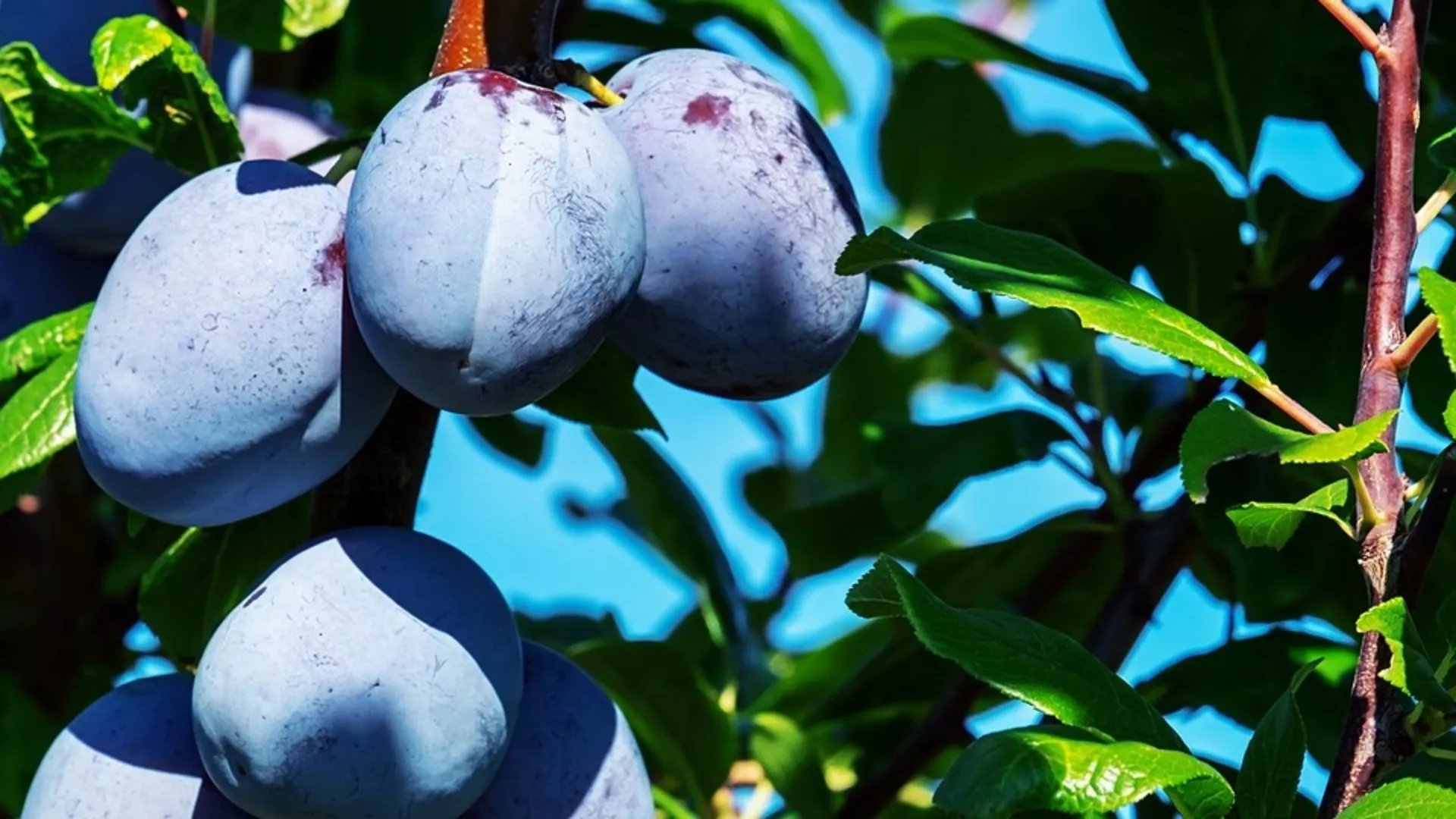 Обрати пажњу – Органски узгој