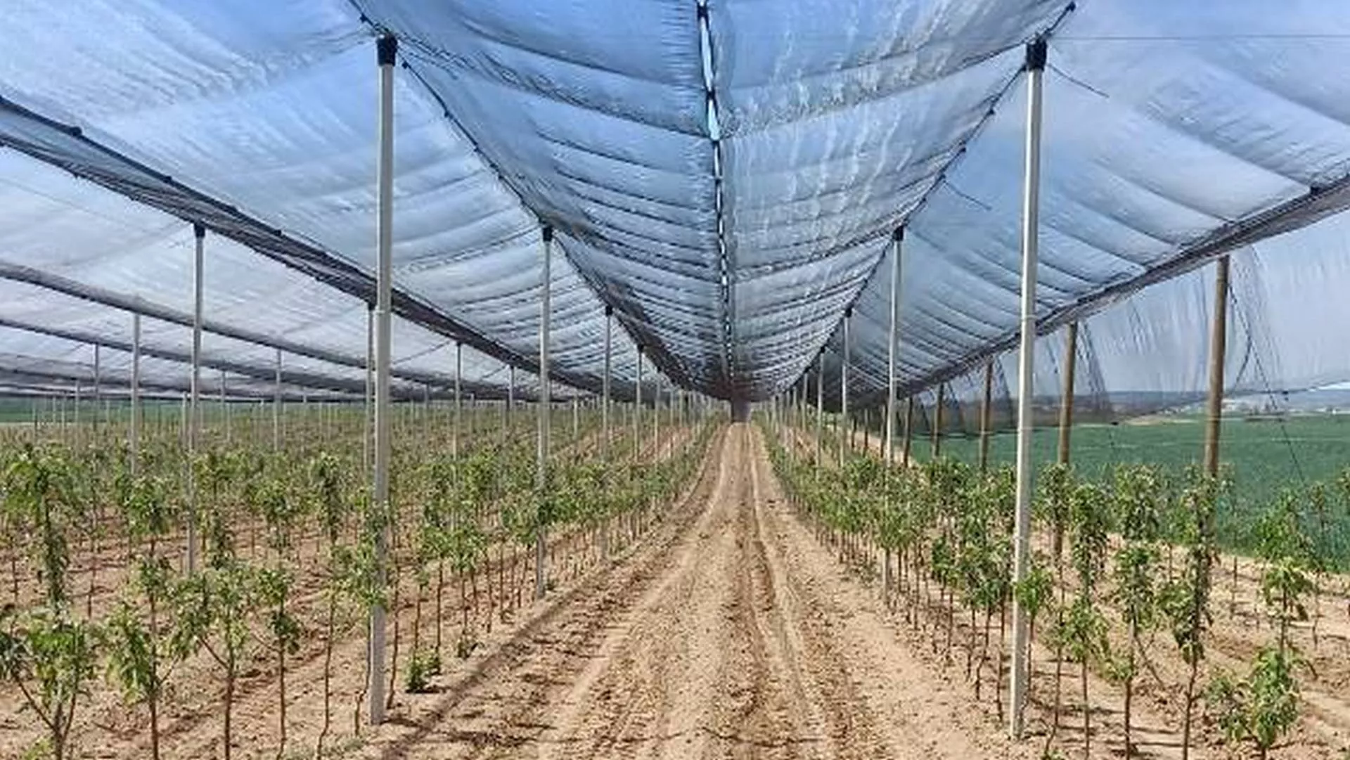 Недељом за село – утицај хладног времена на усеве