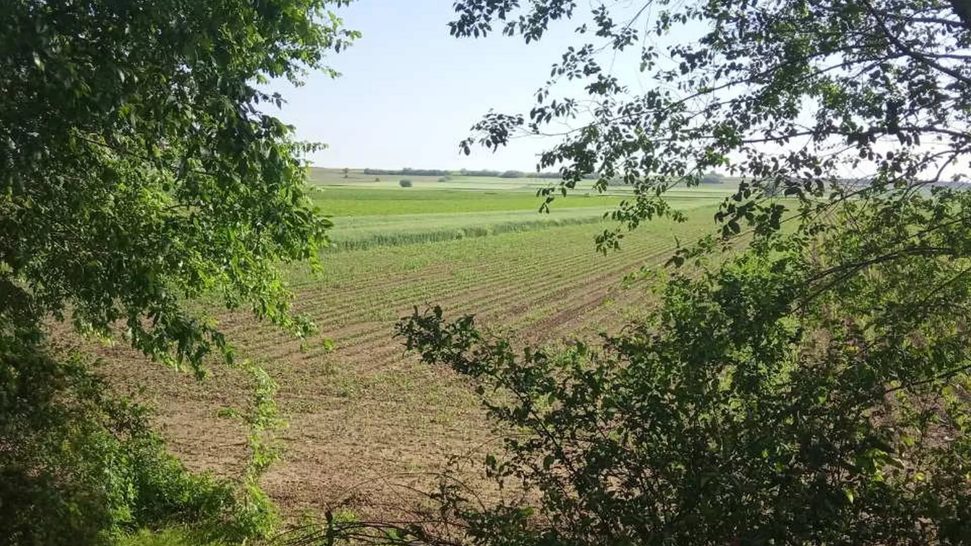 Недељом за село – утицај мајске кише на стање пшенице