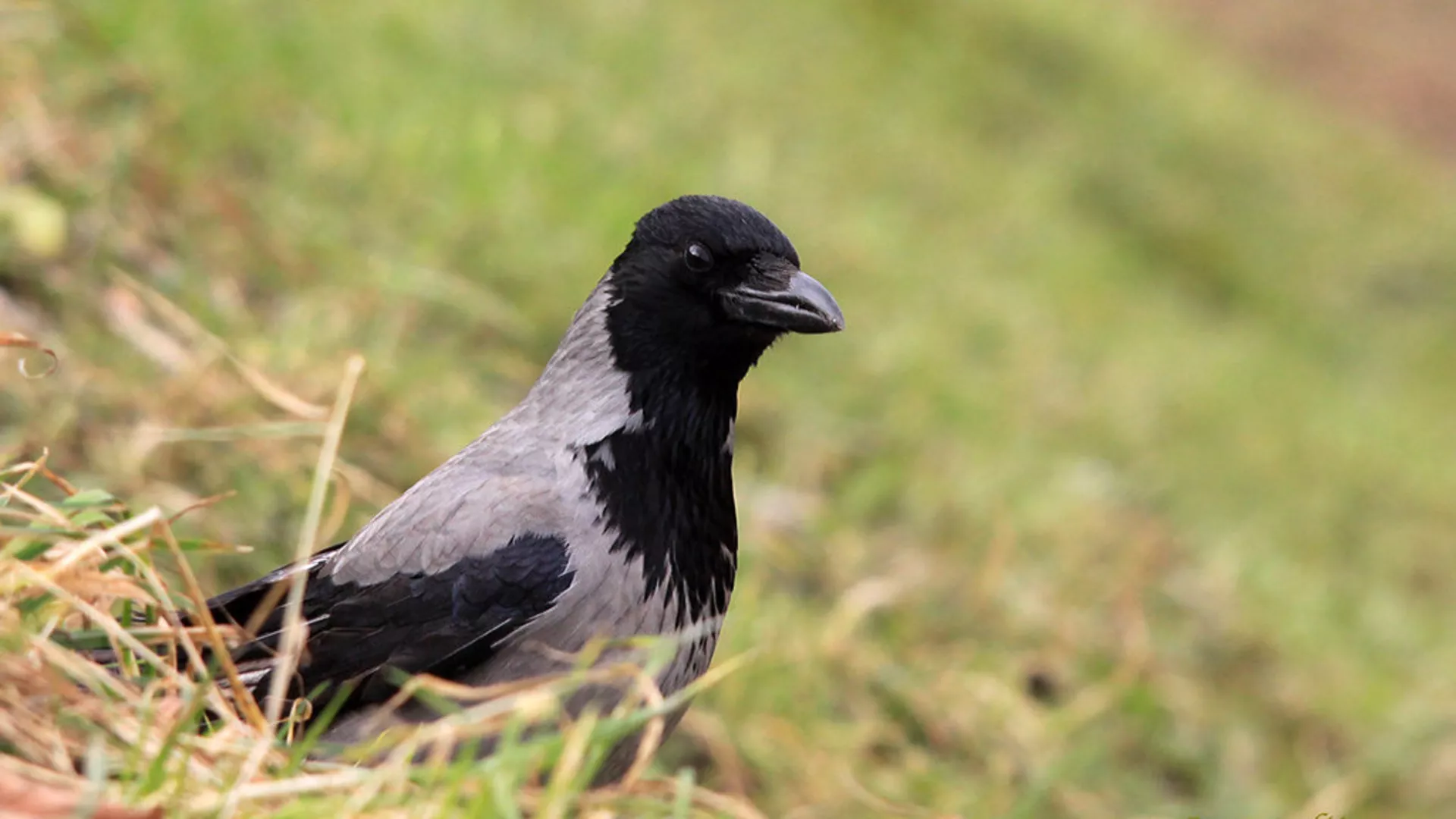 Обрати пажњу – Гнежђење птица