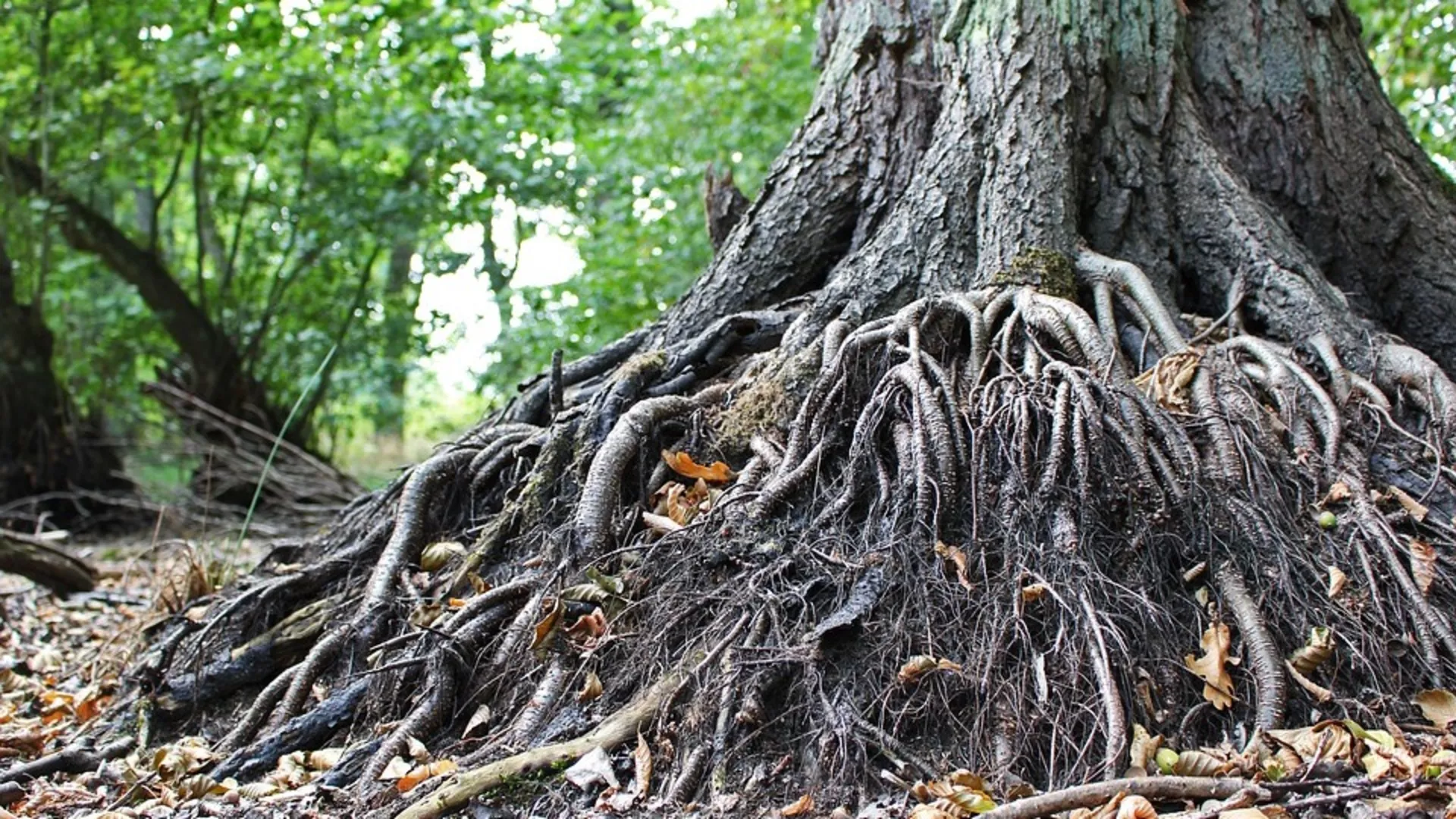 Летња башта преподне – Дрво и дуговечност