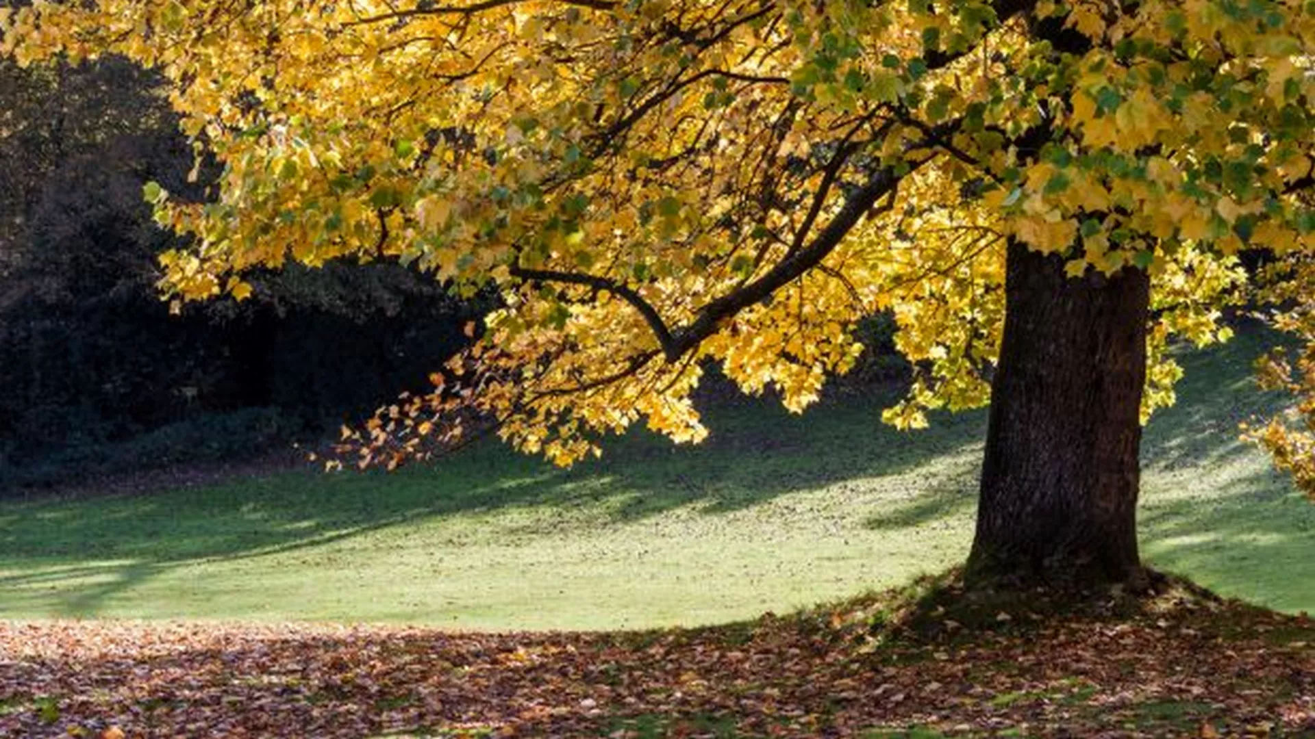 Од злата јабука – дрво у народним песмама и традицији