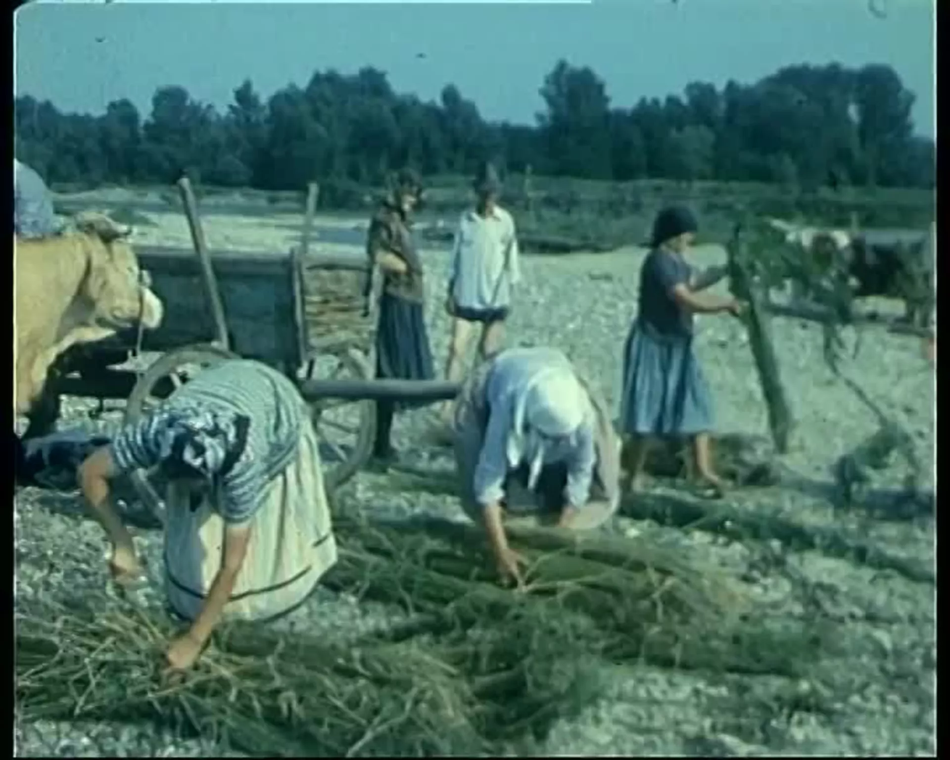 Ljudi govore - Priča o konoplji, 1. deo