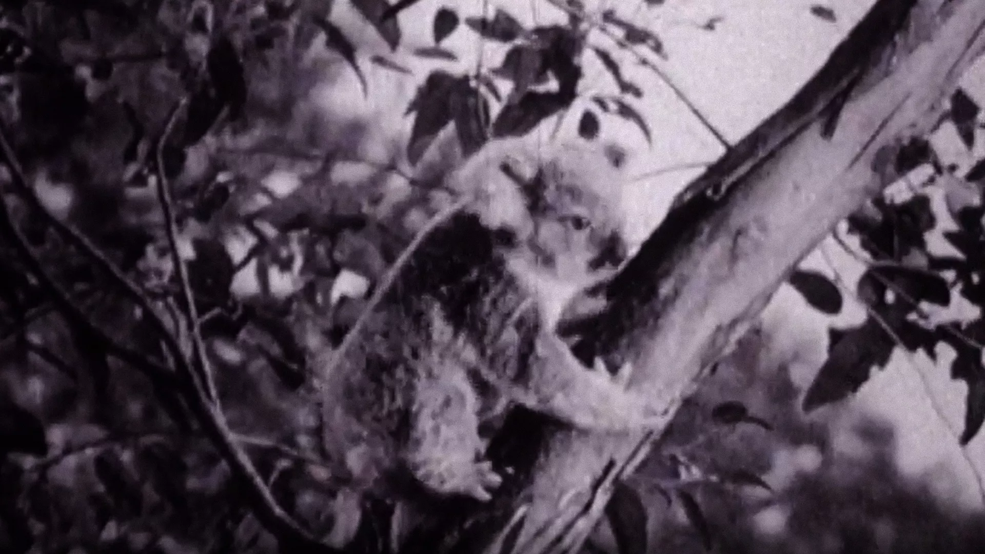 Sa svih meridijana – Australija