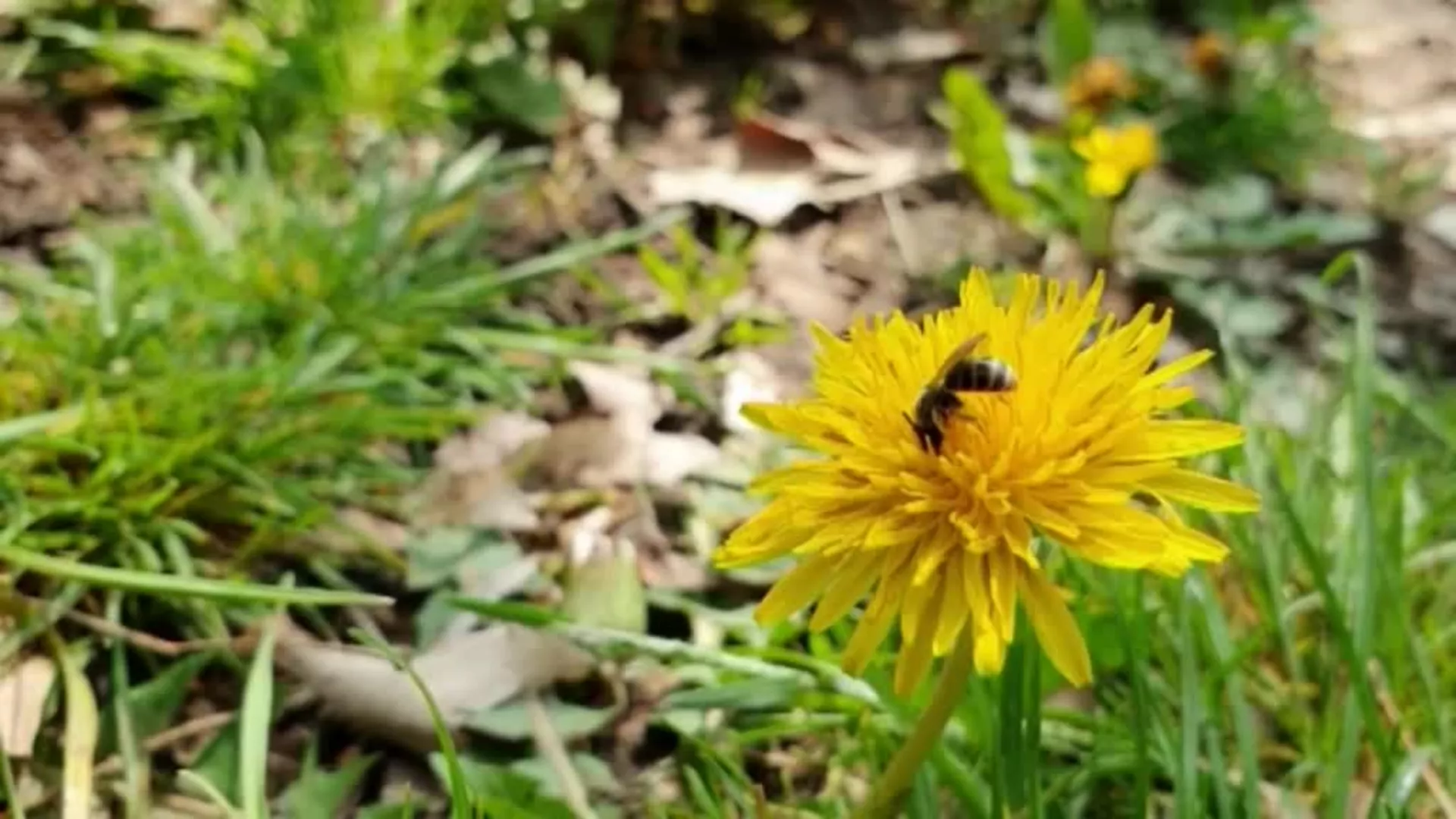 Skriveni svet pčela - SA PČELAMA NA TI (1. epizoda)