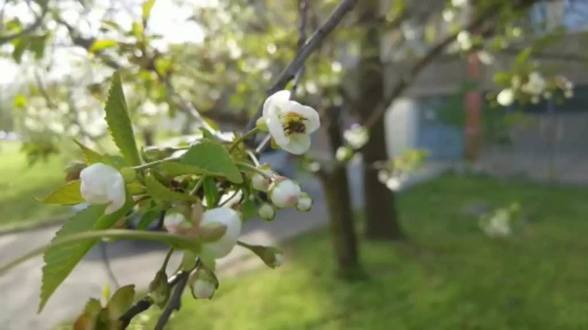 Skriveni svet pčela - ZAŠTO SU PČELE VAŽNE? (2. epizoda)