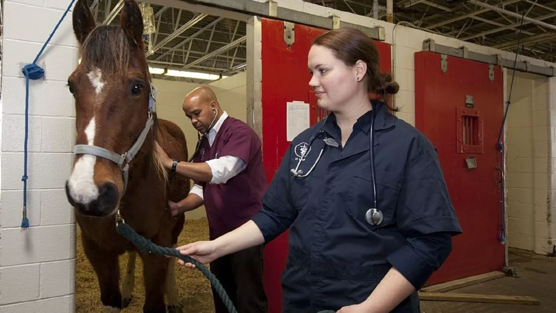 Čekajući vetar – Veterinari, vazduh, zelene fasade...