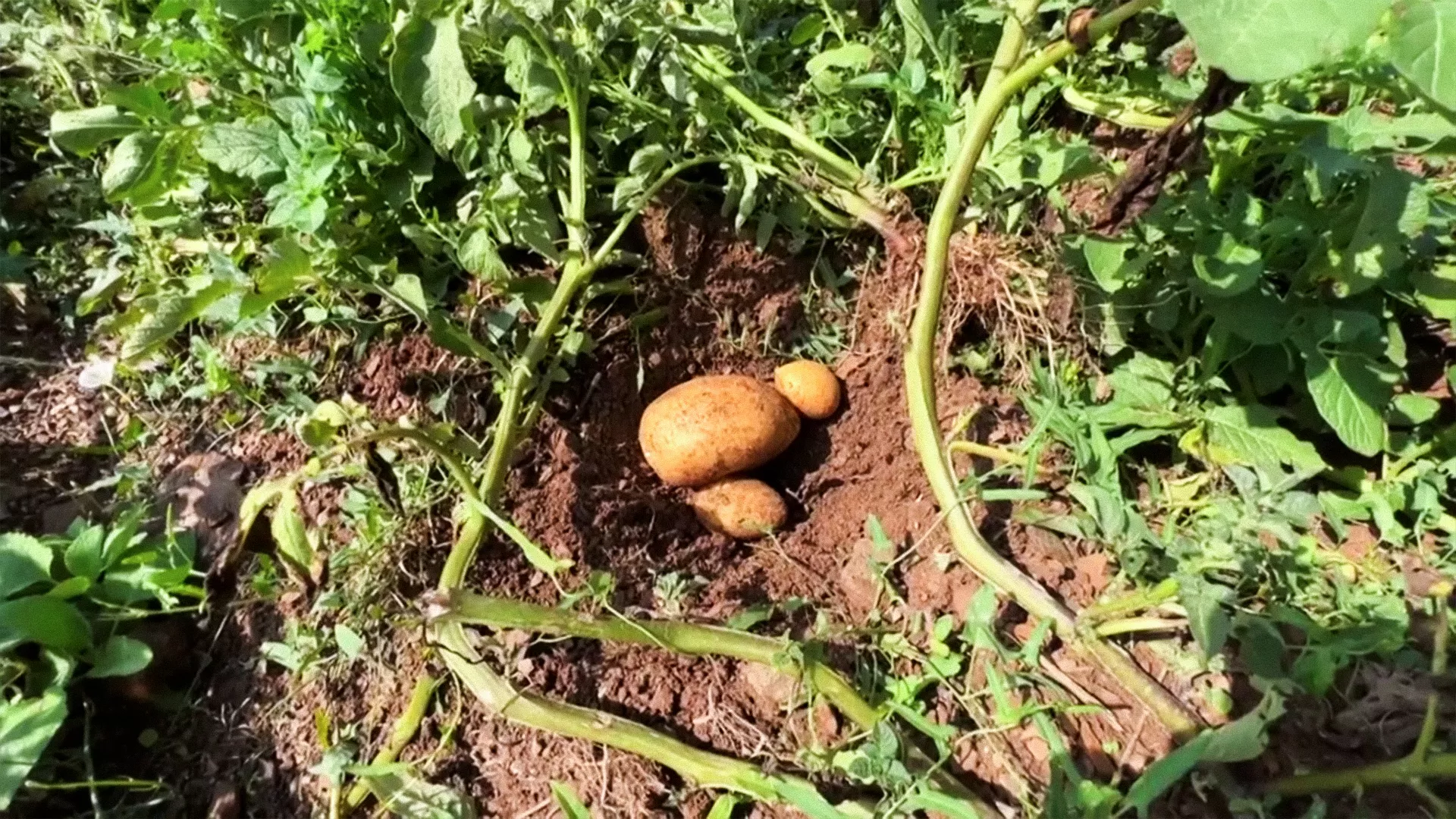 Ivanjički krompir