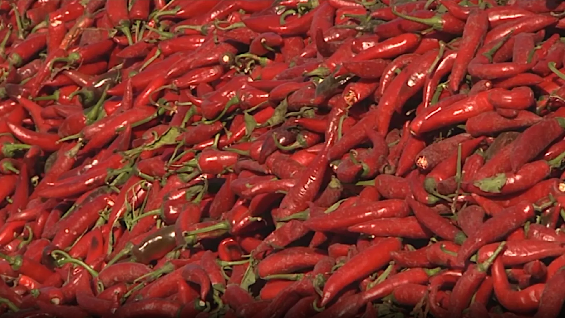 Martonoška začinska paprika