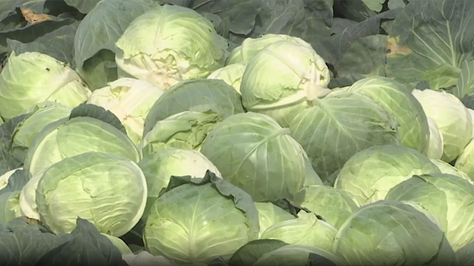 Kvadratura kruga: Najbolje selo u Srbiji