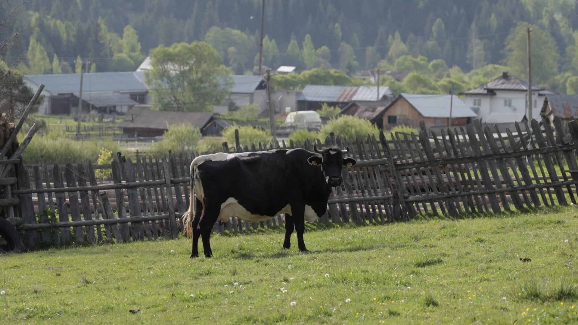 Sasvim prirodno: Bukovina, 1. deo