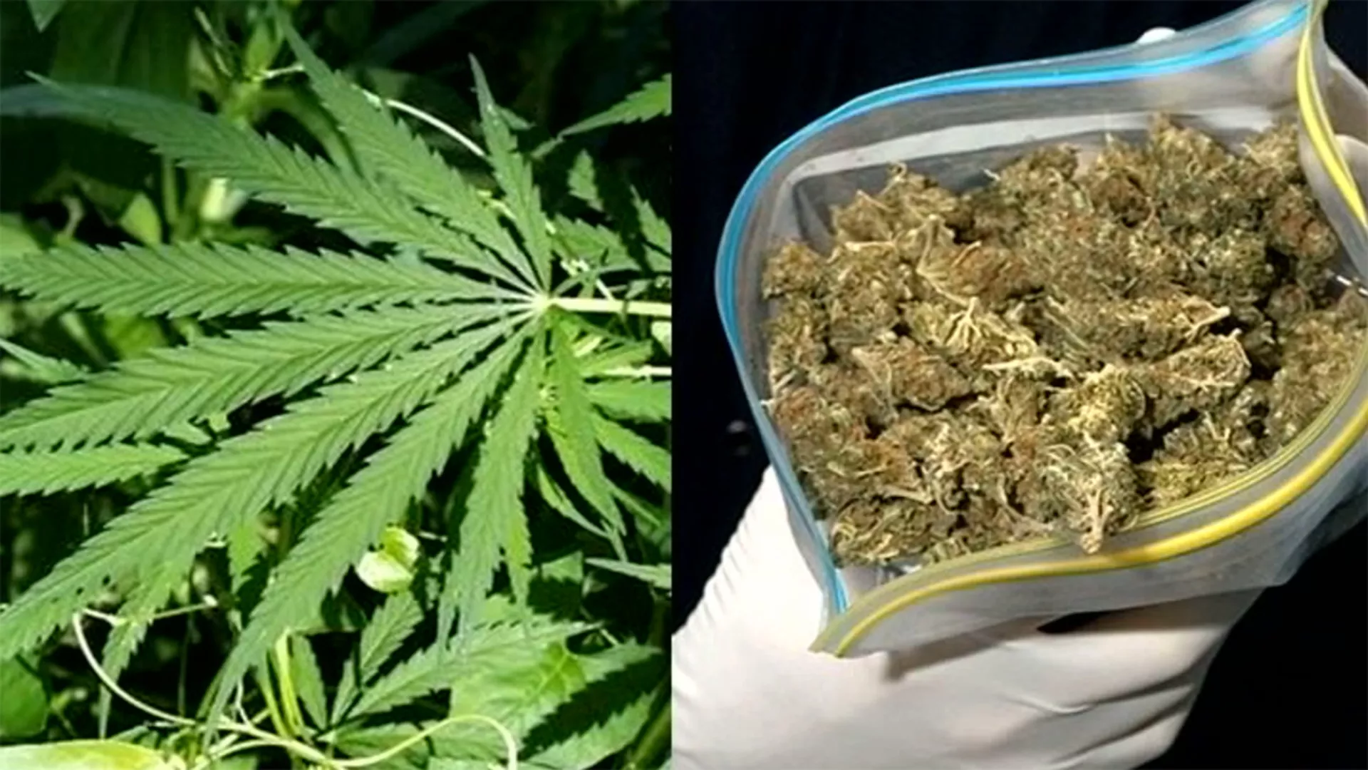 Uzbuna! - Marihuana