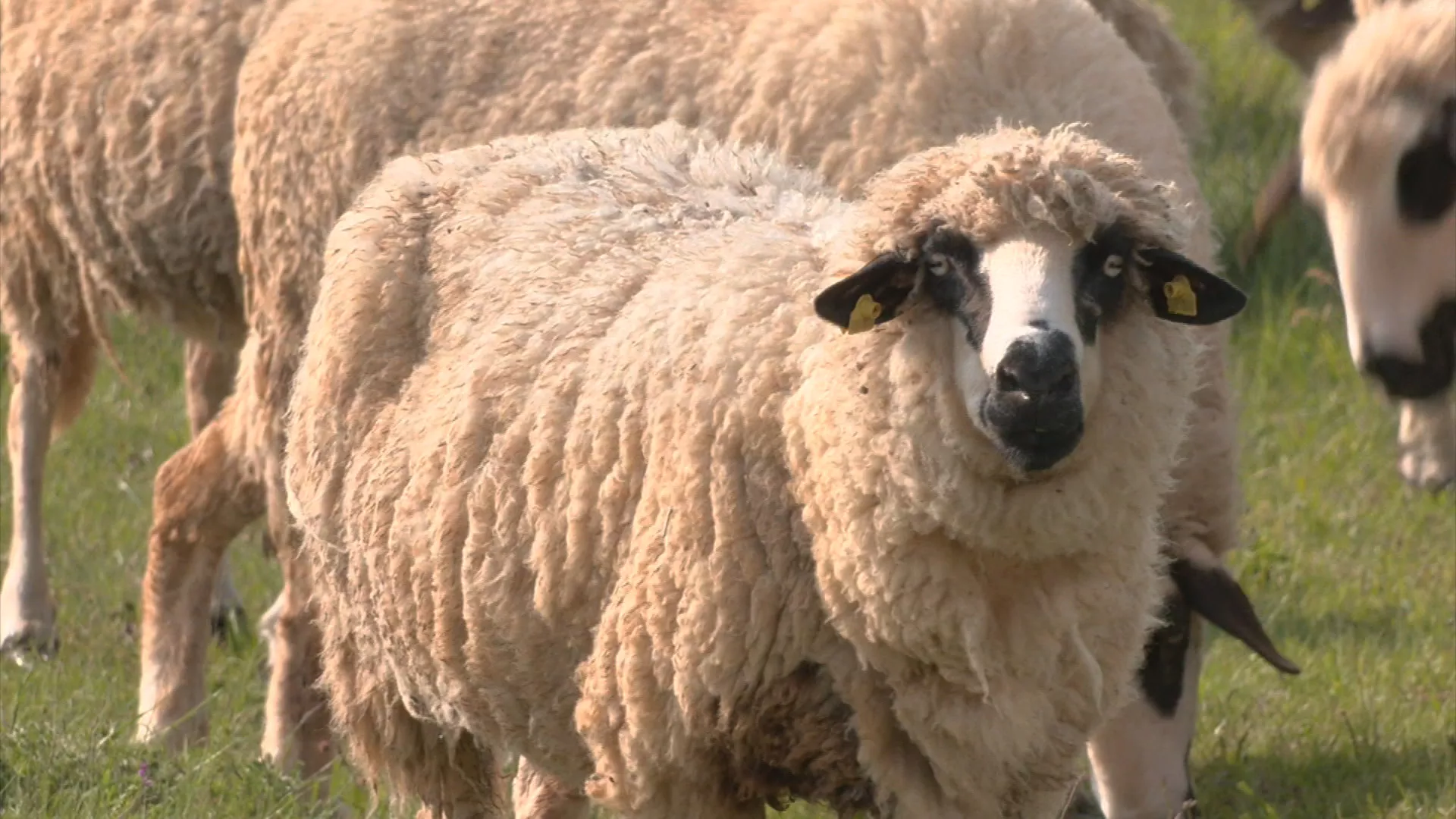 Kvadratura kruga: 4 brata čuvaju 1500 ovaca