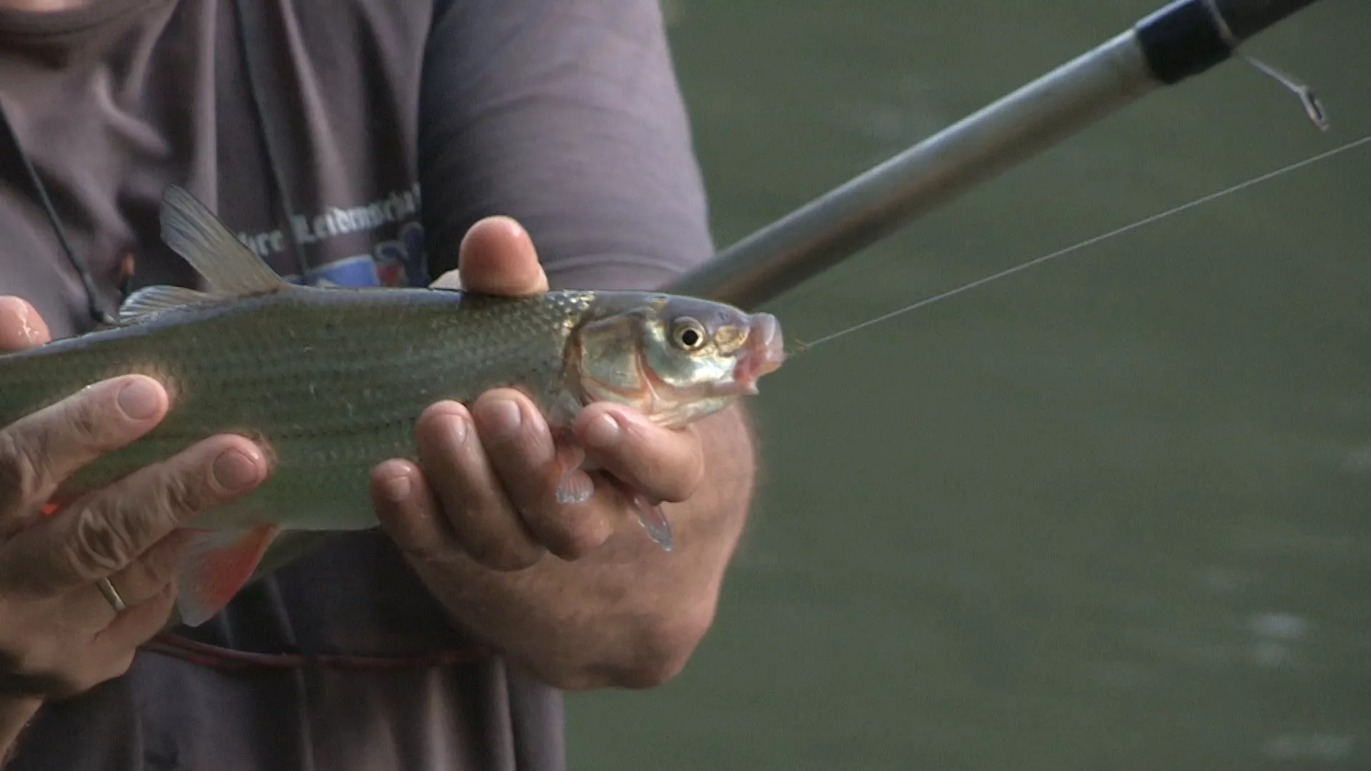 Lov i ribolov u Kraljevu, 4. deo