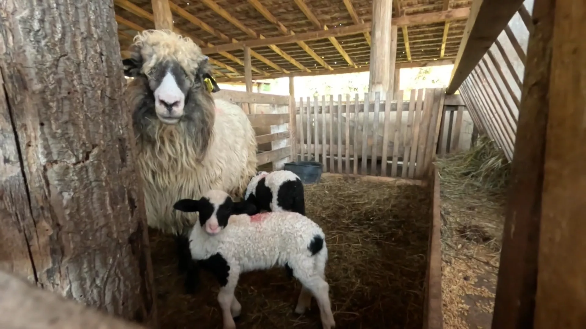 Znanje imanje: Jesen rana