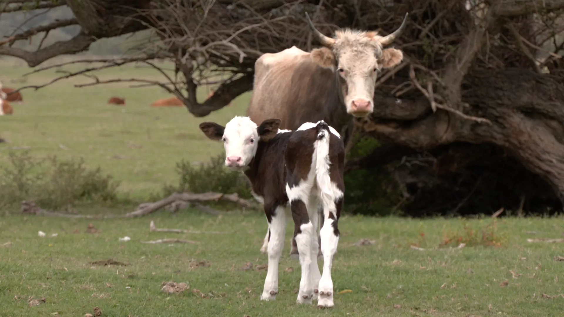 Znanje imanje: Ruralni razvoj
