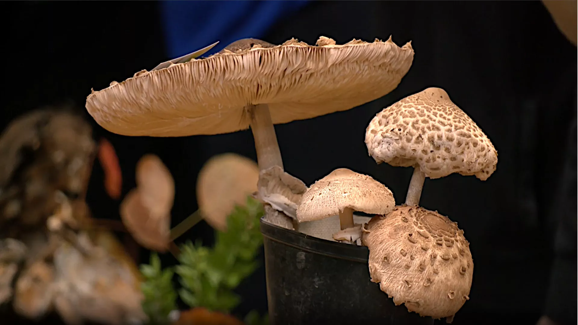 Znanje imanje: Selo moje