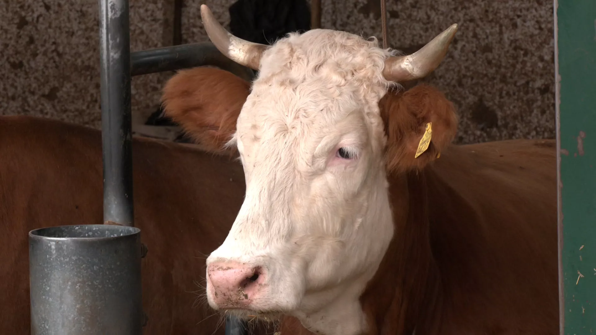 Znanje imanje: Med i vino