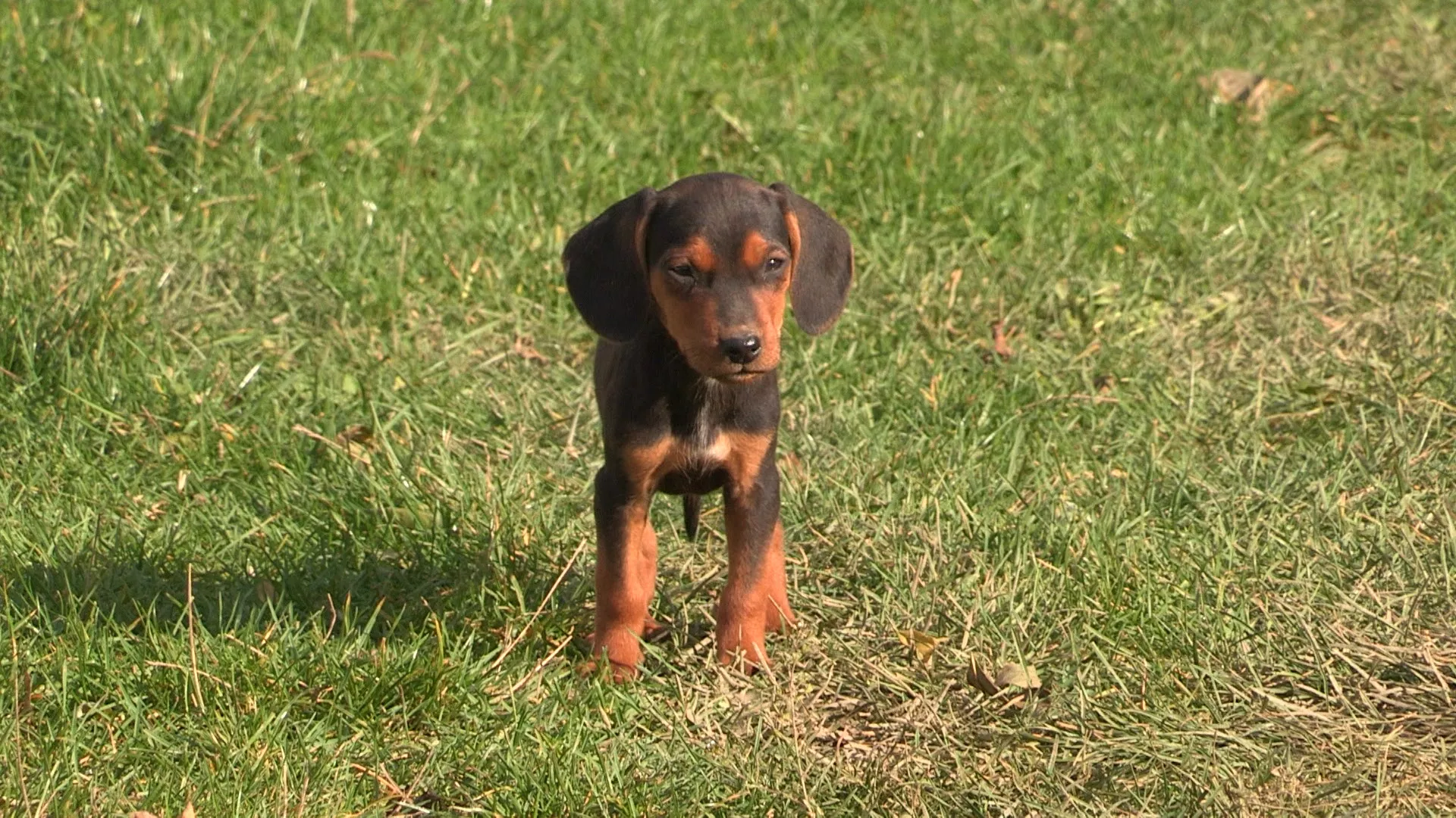 Lov i ribolov: Lovci i ribolovci Ivanjice, 2. deo