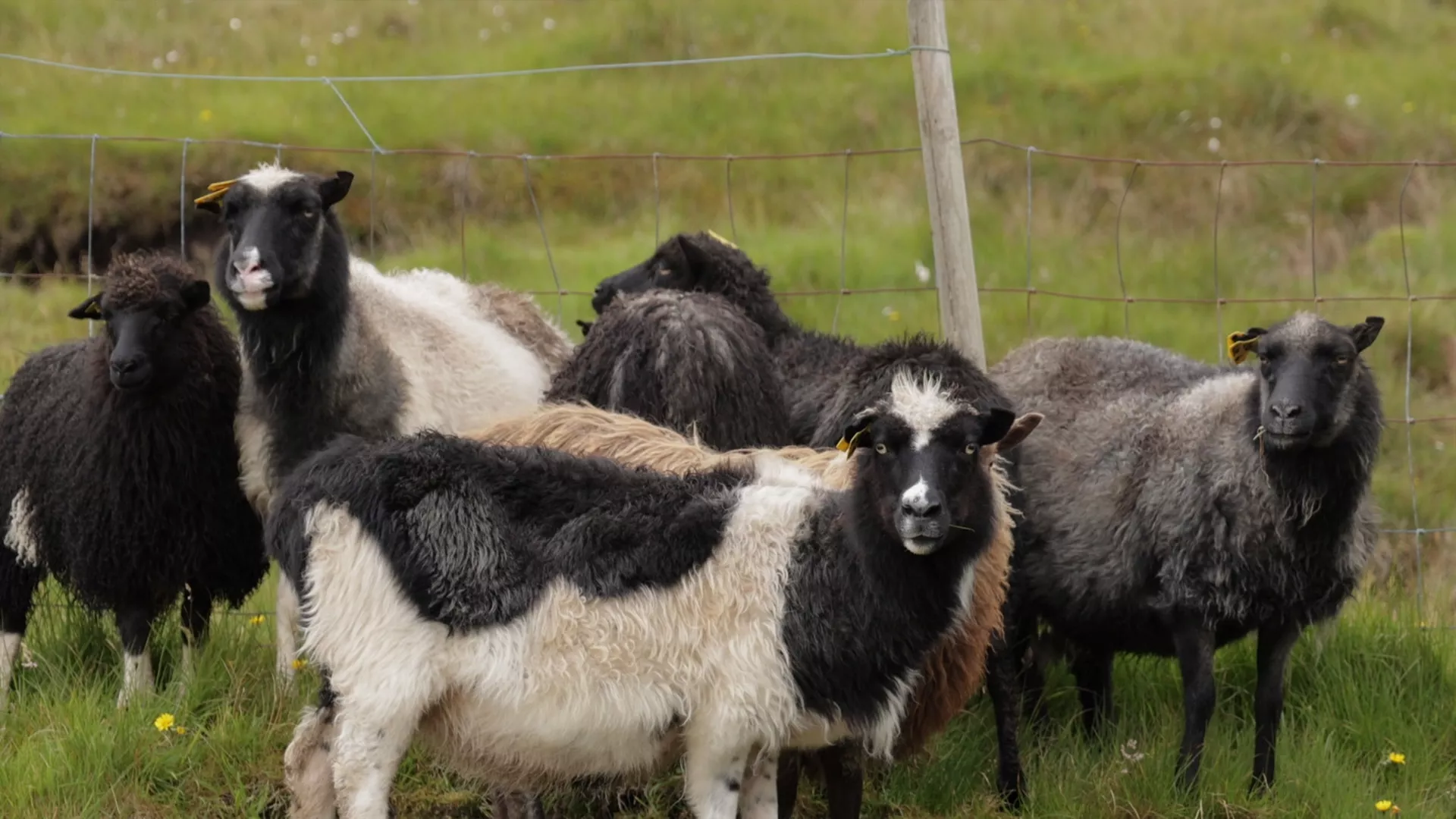 Sasvim prirodno: Ostrvo ovaca, Farska ostrva, 6. deo