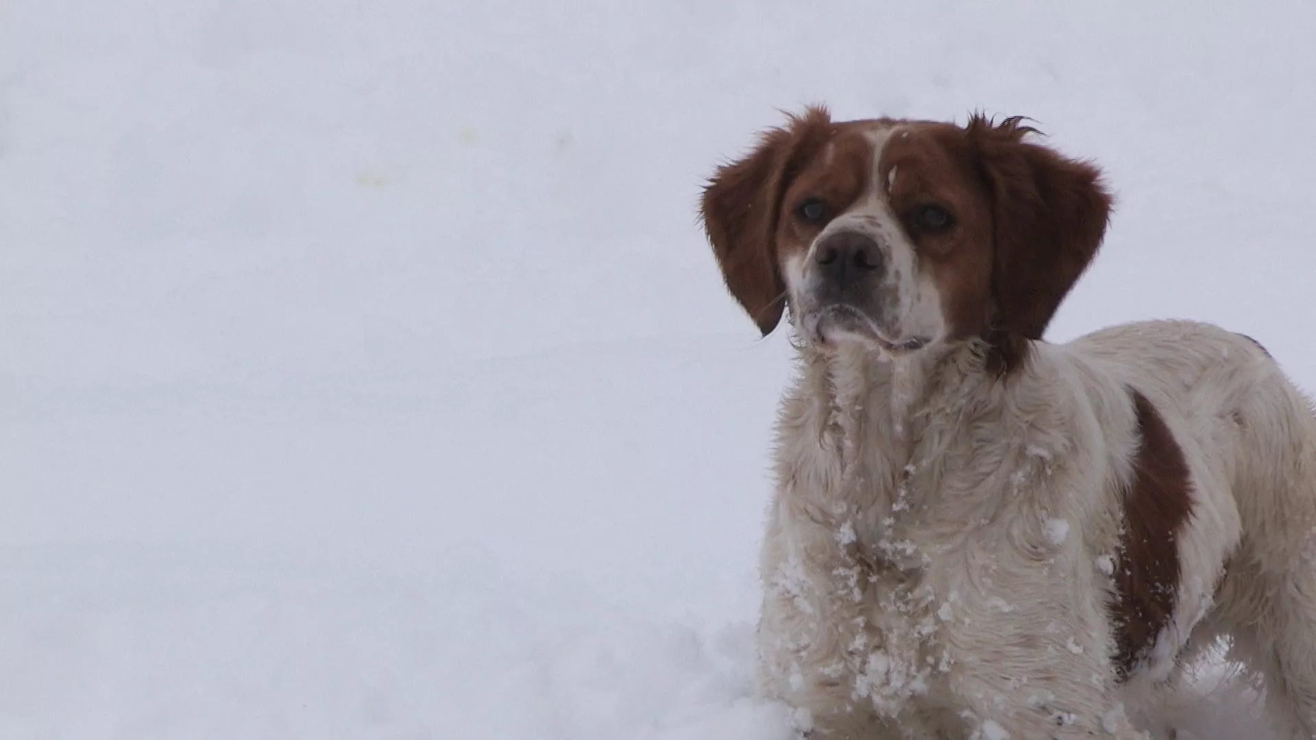 Lov i ribolov u Smederevu, 2. deo