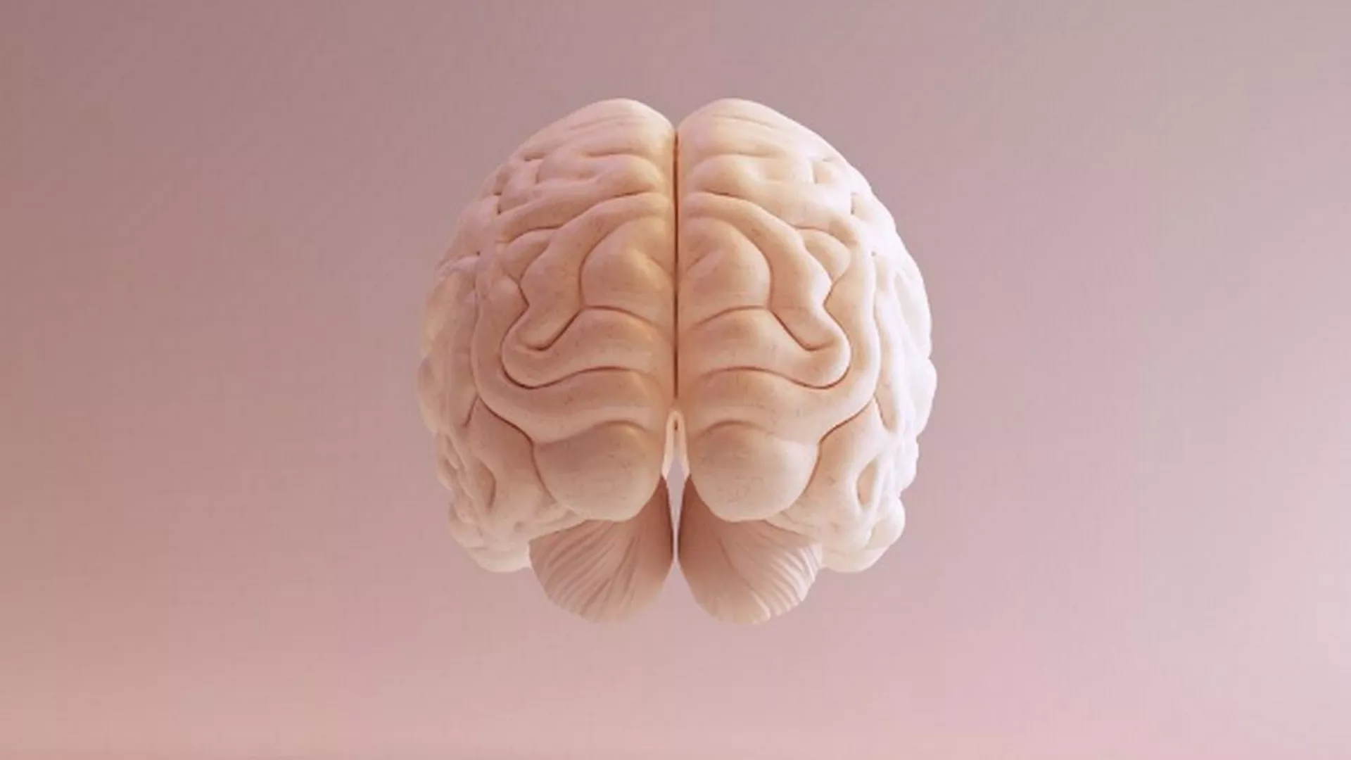 Solaris - Anatomija ljudskog mozga