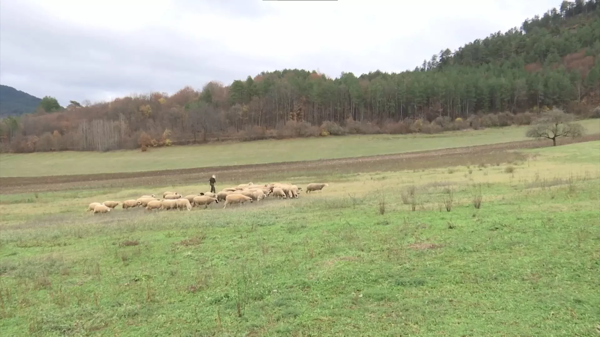 Magistar i pastir – Radivoje čuva ovce Manastira Studenice