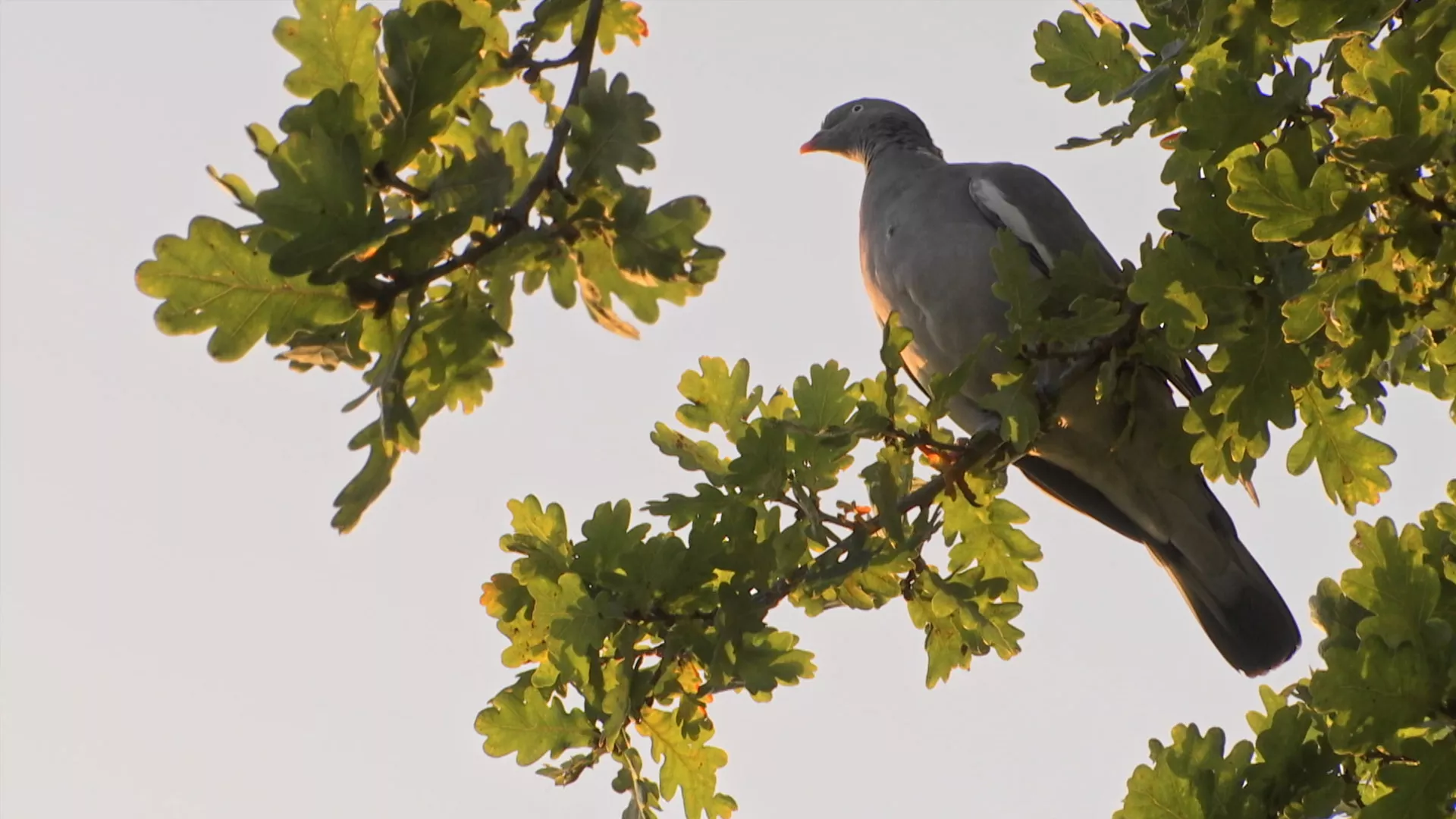 Vozom po zelenoj Evropi: Sege park