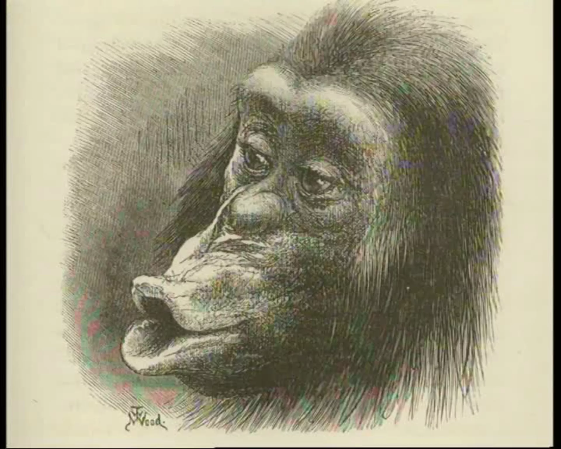 Čarls Darvin – Evolucija i budućnost, 2. deo