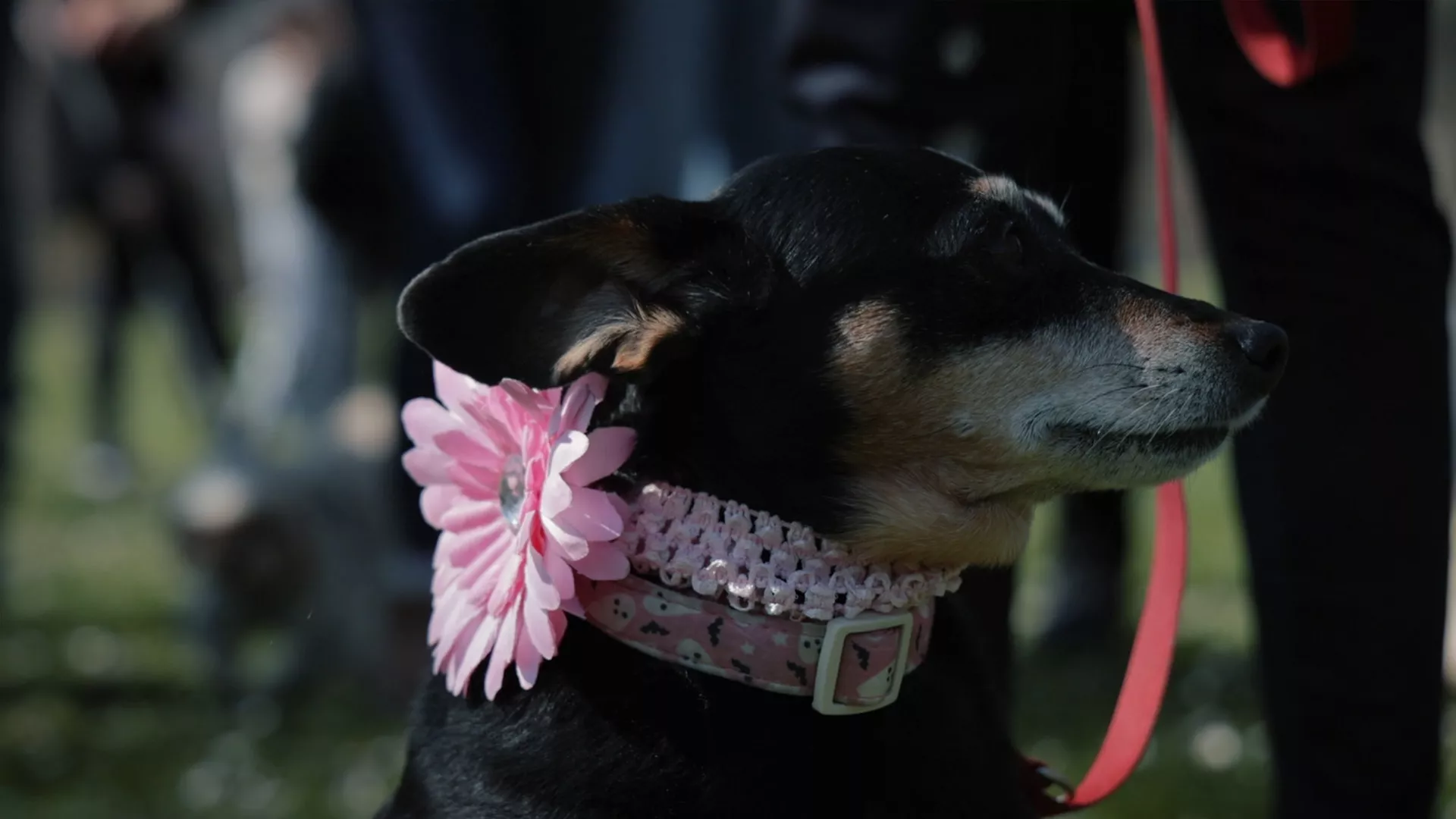 Sasvim prirodno: Psi pamte