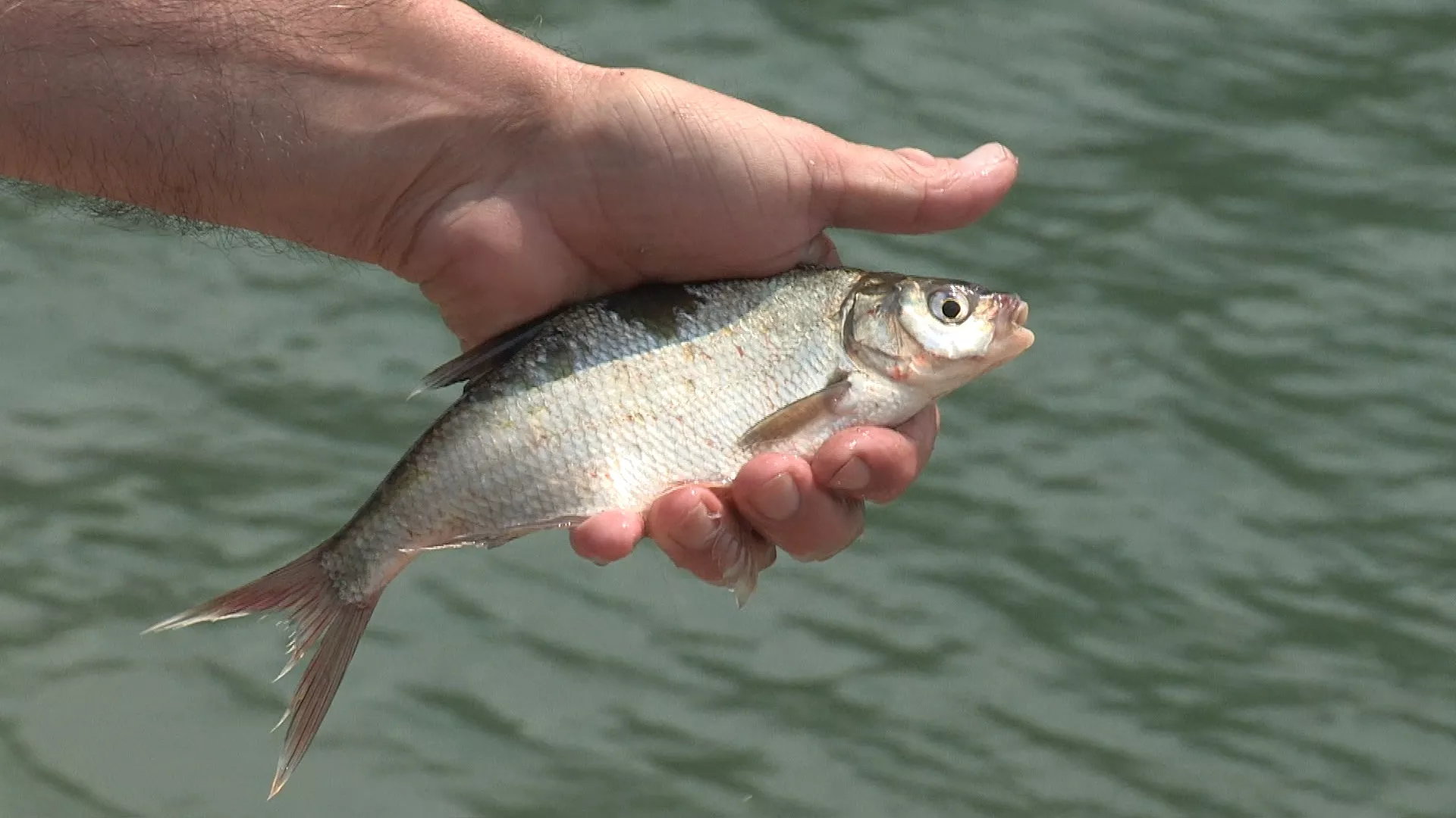 Лов и риболов: У околини Пирота, 2. део