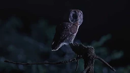 Неустрашива краљица ноћи