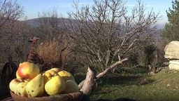Еко минијатуре: Старе српске сорте -ходајући лук
