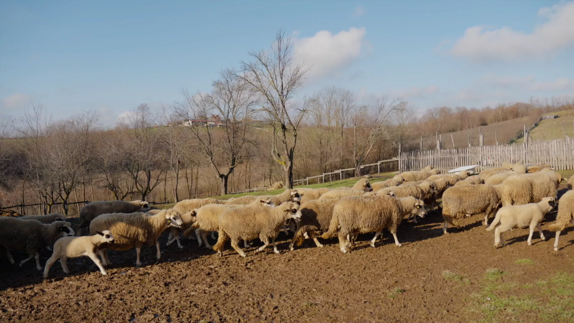 Veterinarska misija: Pedikir ovaca, 4. epizoda (Miloš Đorđević)